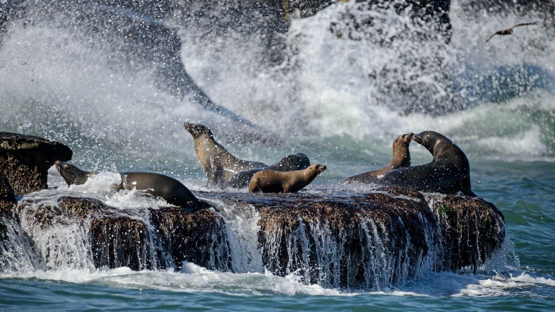 Costa Reserva Nacional Illescas Perú pesca ilícita