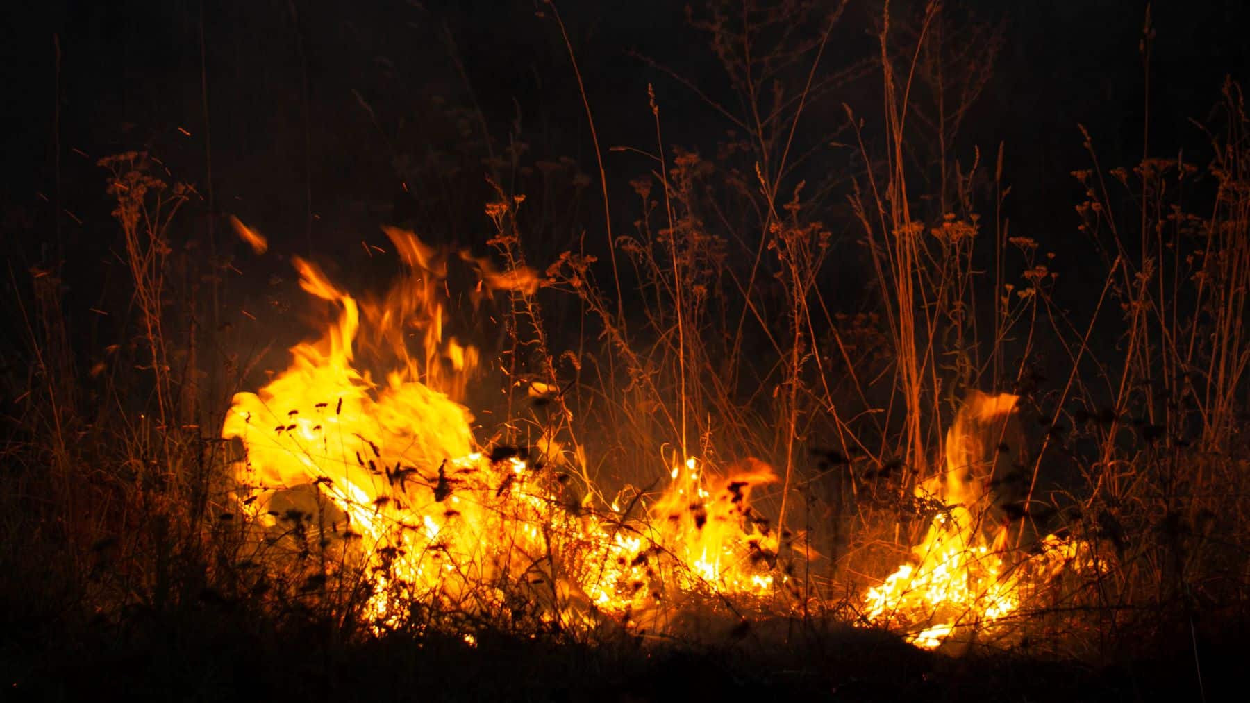 Hernán-Valle defensa forestal Infoca