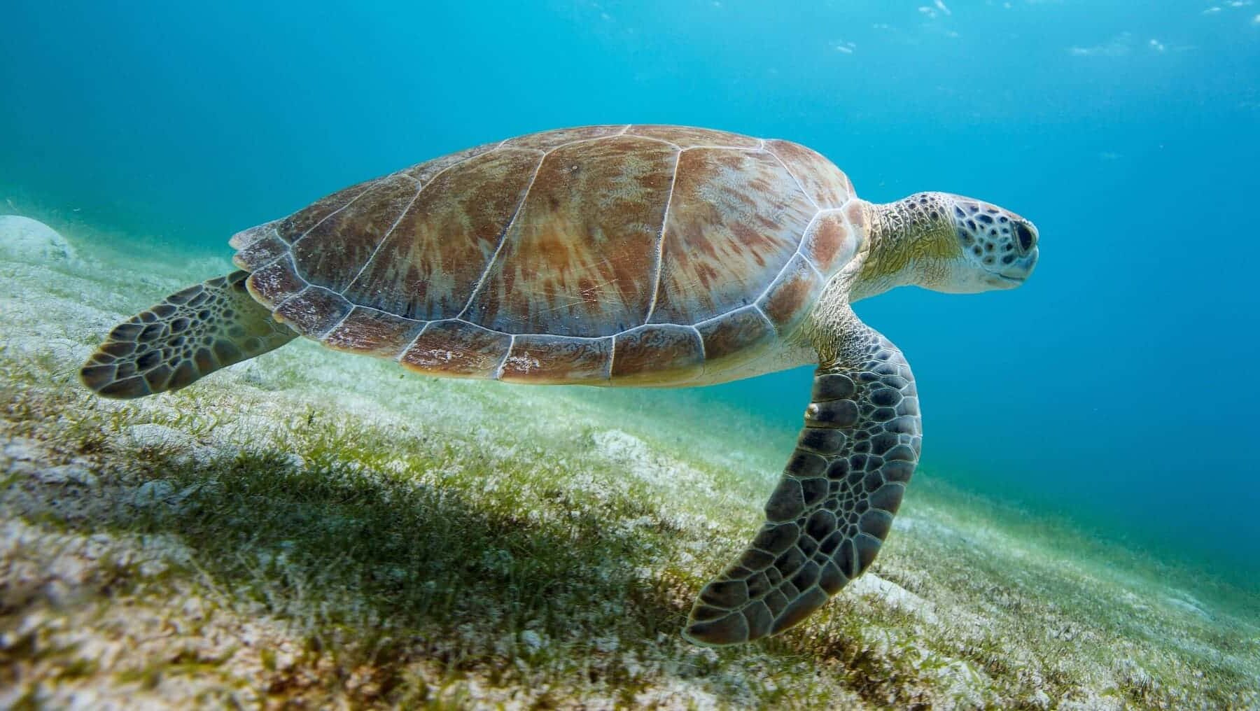 Liberan tortugas boba recuperadas Murcia