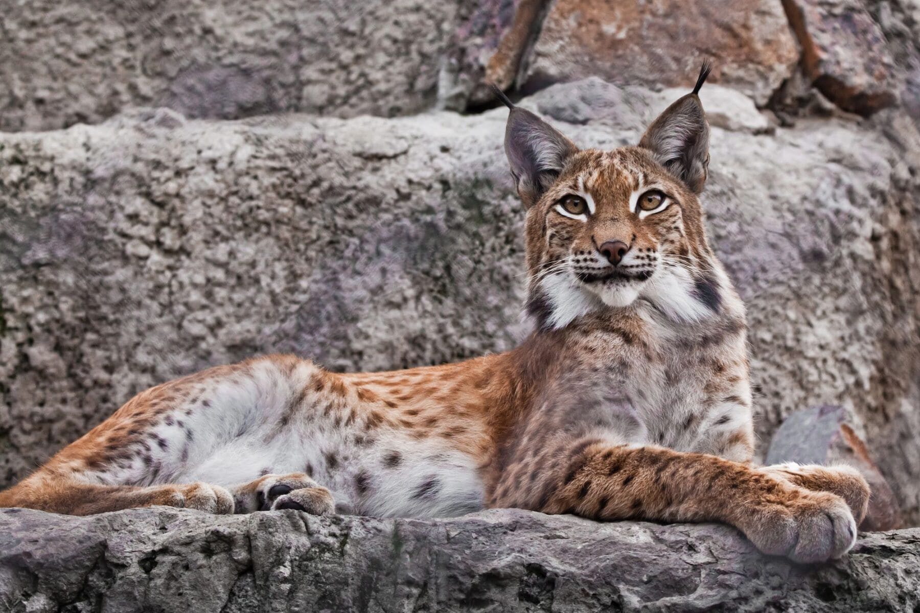 Liberan lince ibérico Proyecto reintroducción Cerrato palentino