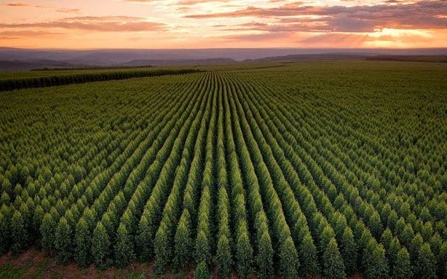 Macroplanta celulosa ALTRI atentado medio ambiente Galicia 