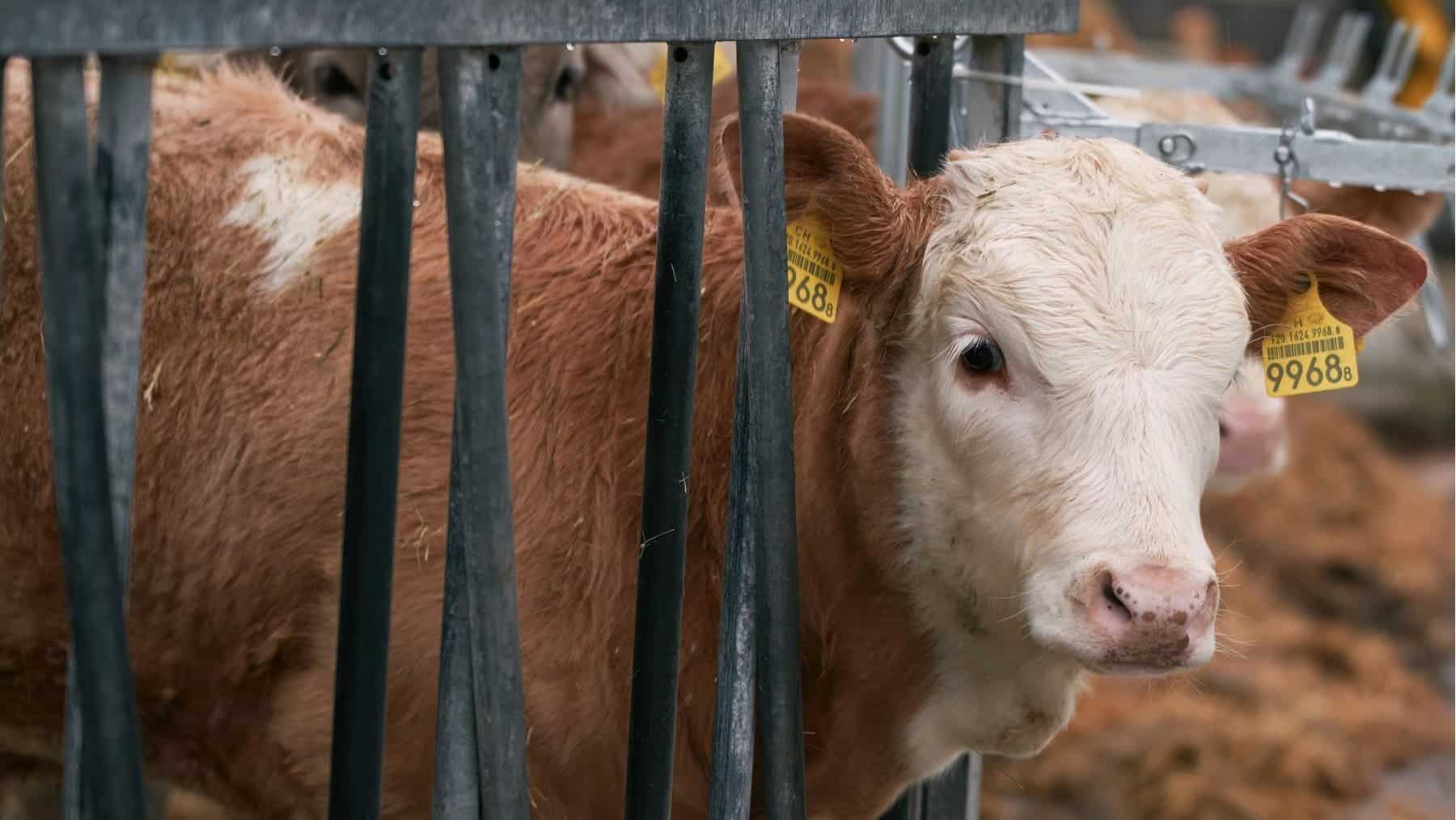 Maltrato Animal Brittany Ferries transporte animales vivos exportación