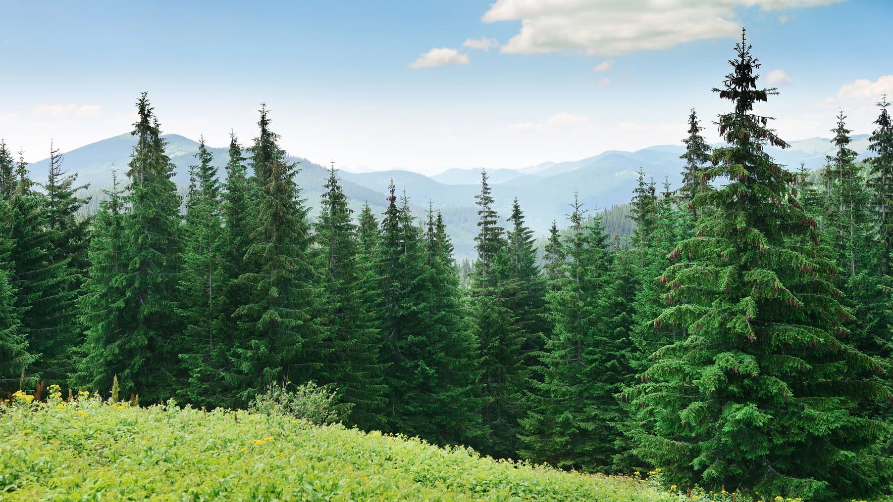 Mapa Forestal Euskadi 2024 criptomeria secuoya