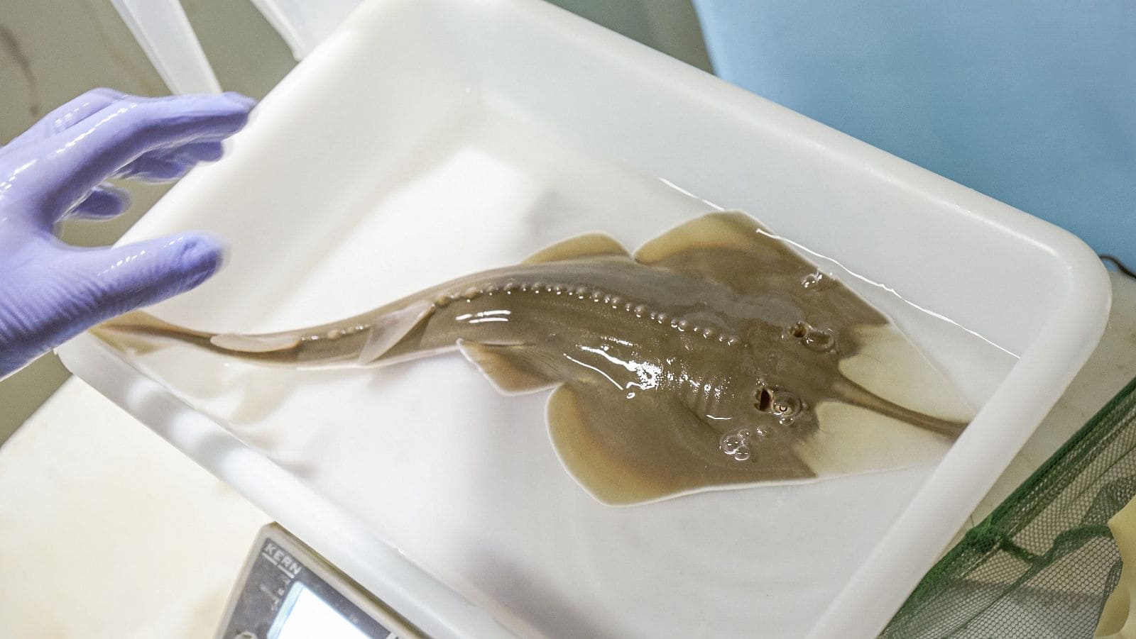 Nace cautividad pez guitarra especie peligro crítico extinción