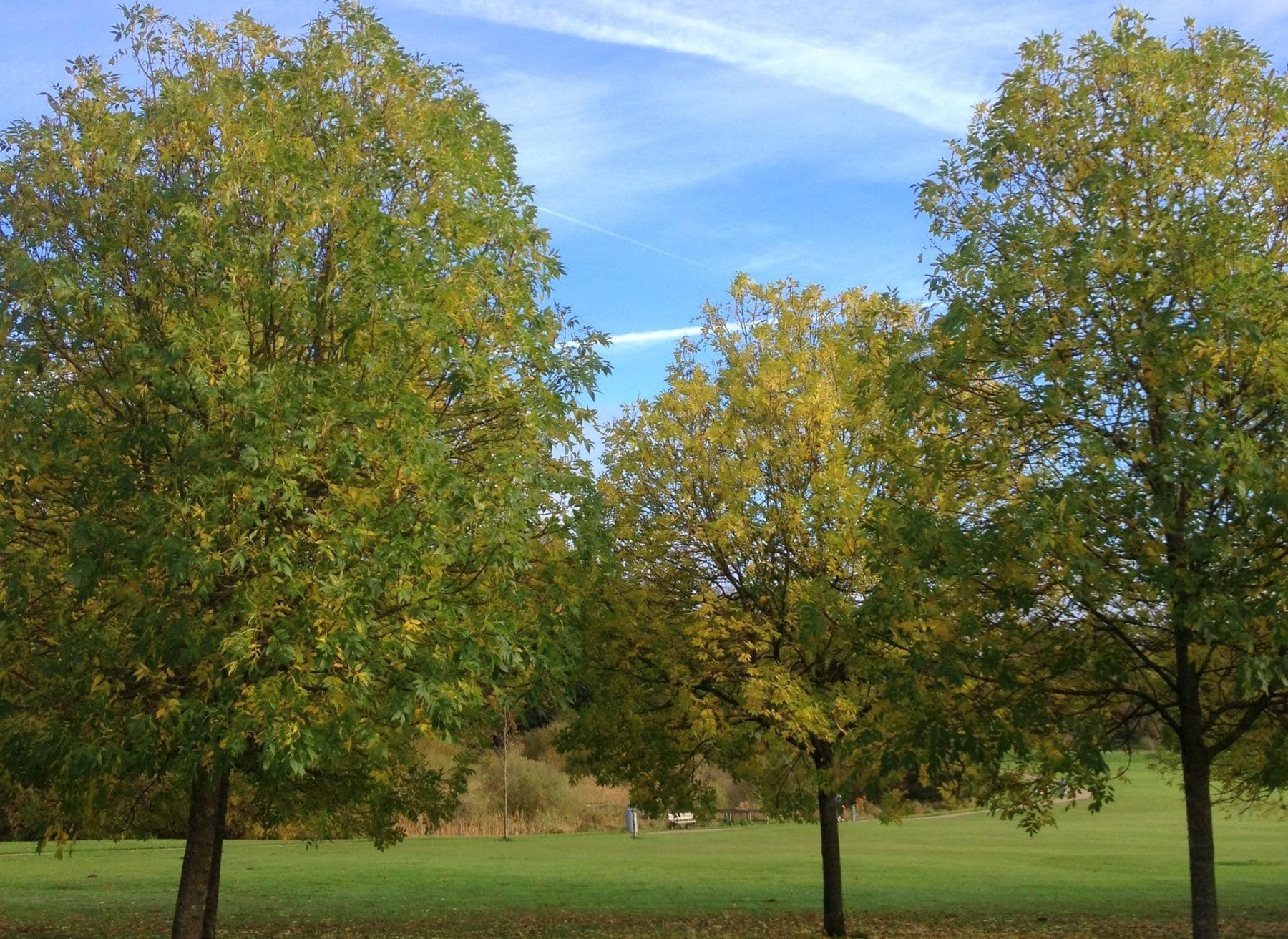 Navarra fresnos emisiones co2 fitur