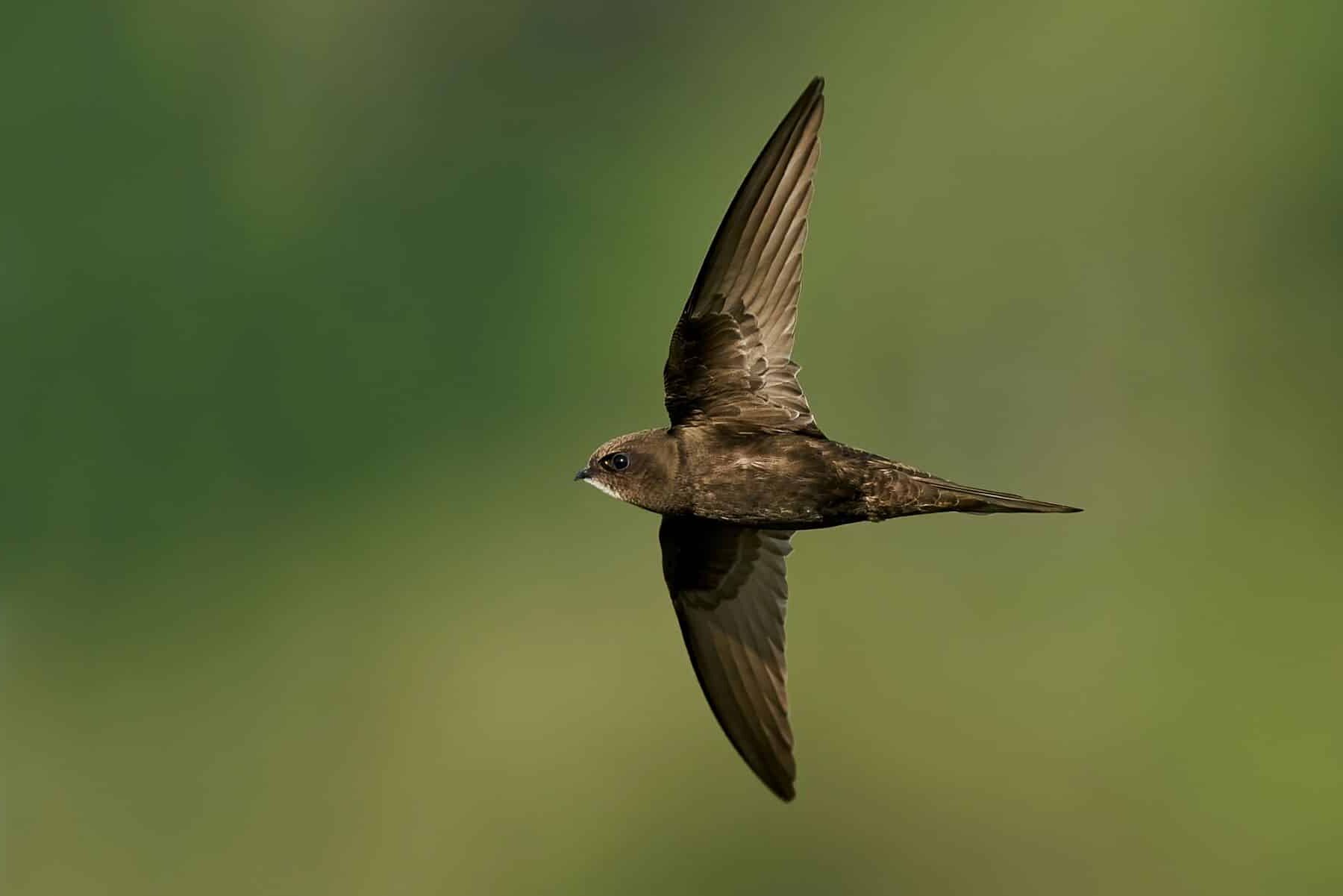 CAMARA DIRECTO vencejos pálidos