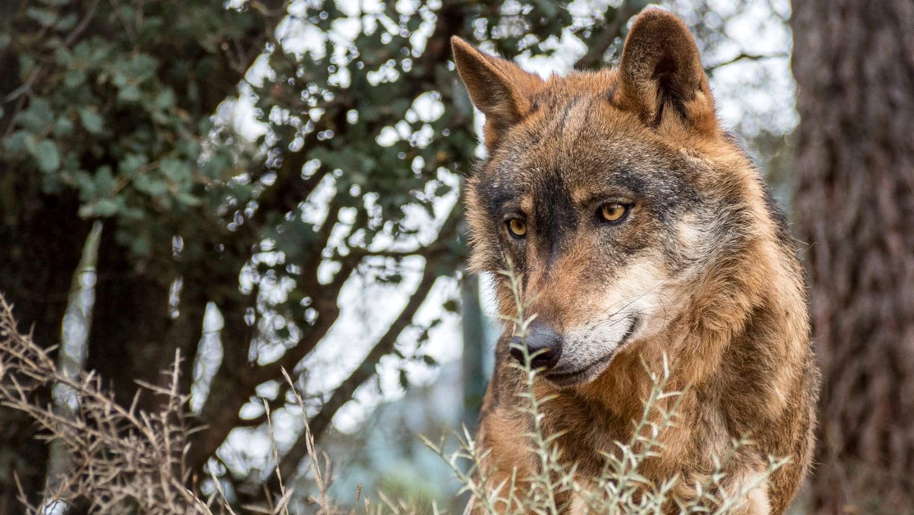 Organizaciones ecologistas asturianas desprotección lobo