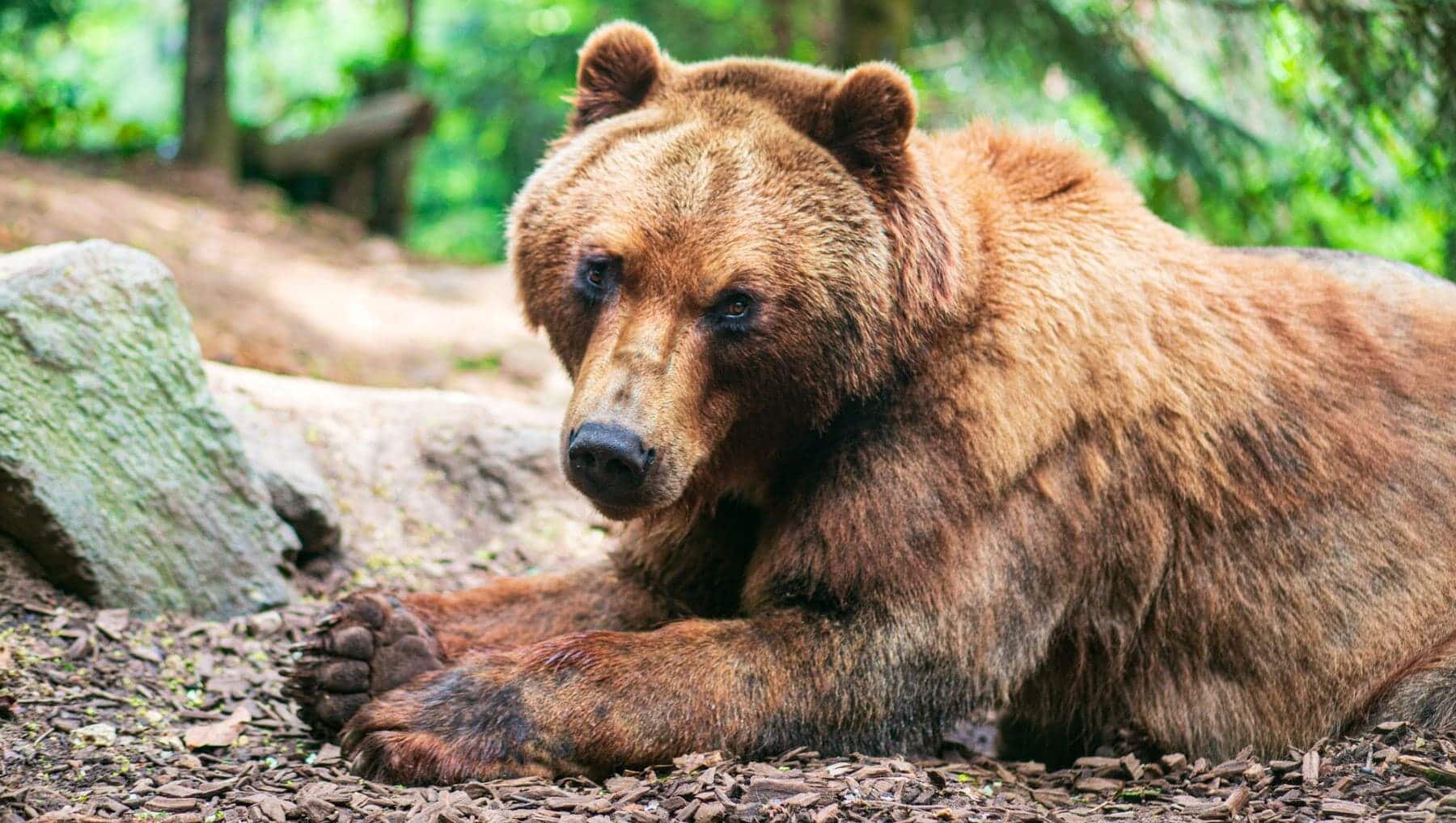 Selvicultura osos pardos