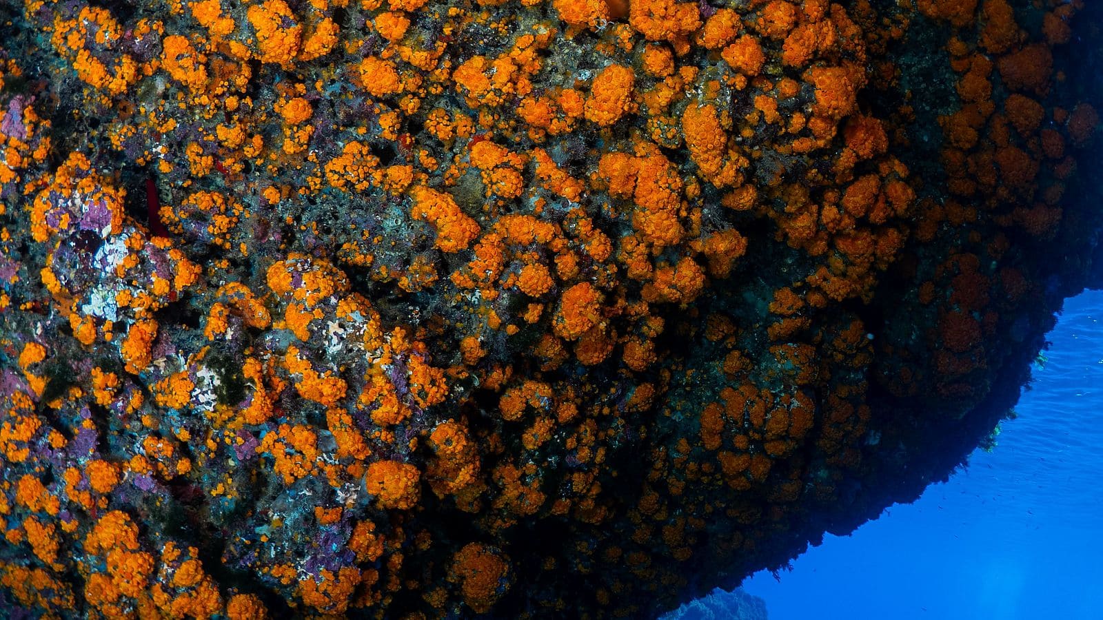 Parazoanthus Franciscae Parazoanthus Brevitentacularis nuevas especies coral Granada