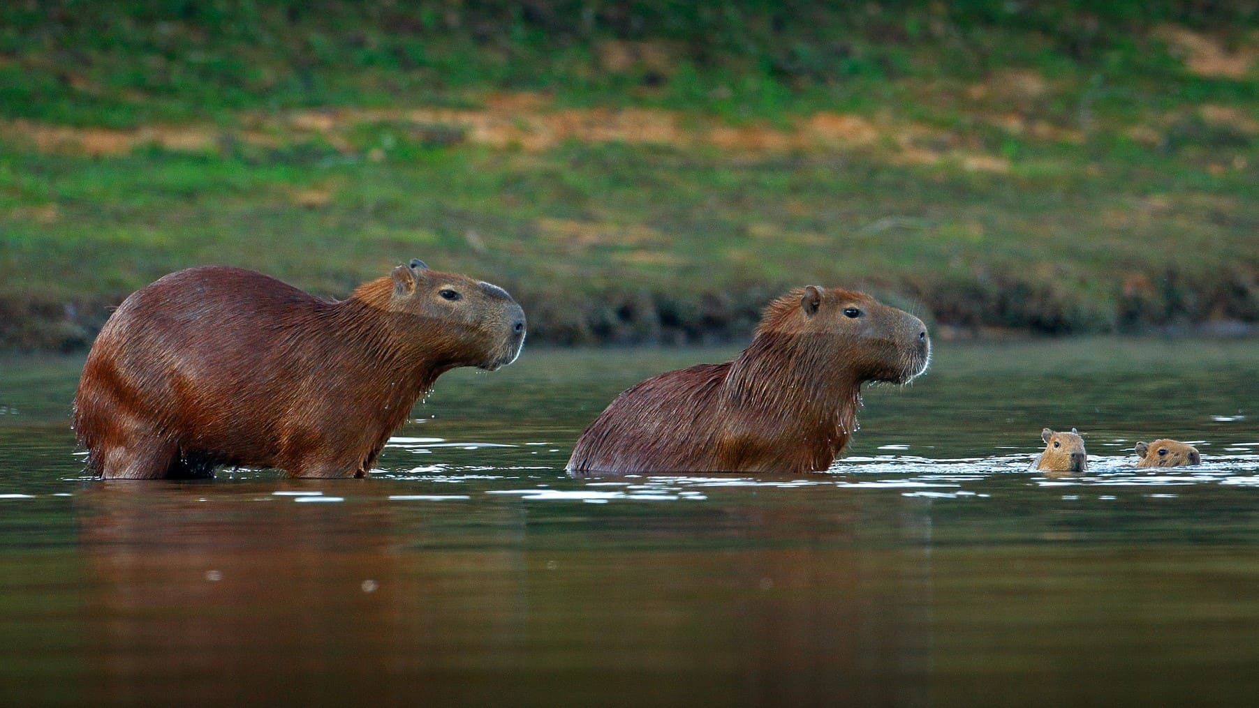 Perú comercializa carne capibaras