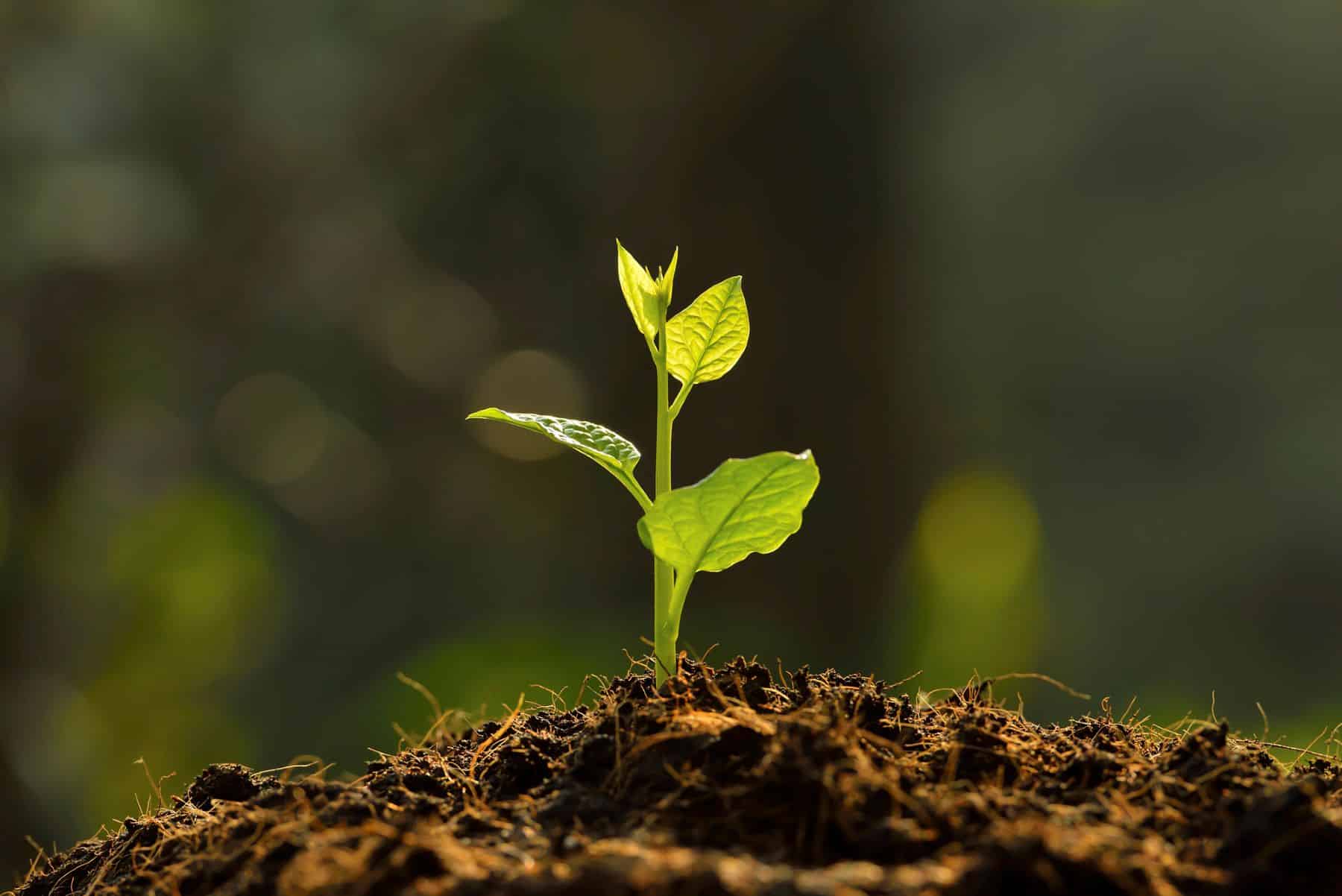 Plantan árboles zona norte Parque Sureste Madrid