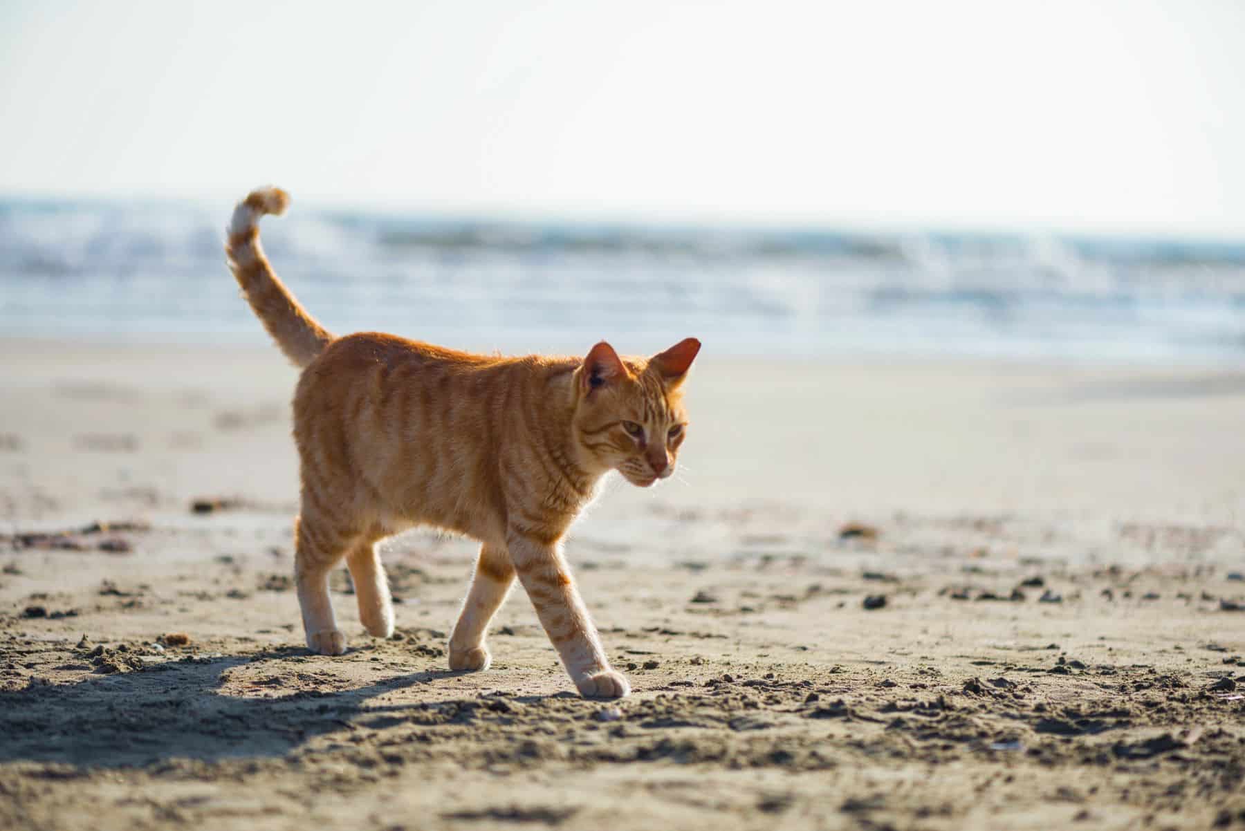 campaña suelta gatos La Graciosa Lanzarote
