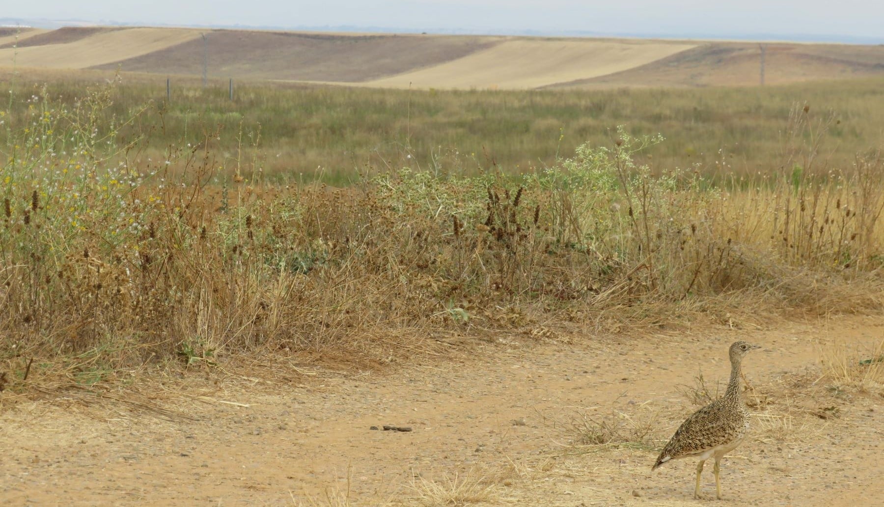 Polémica planta fotovoltaica Caelum IV León