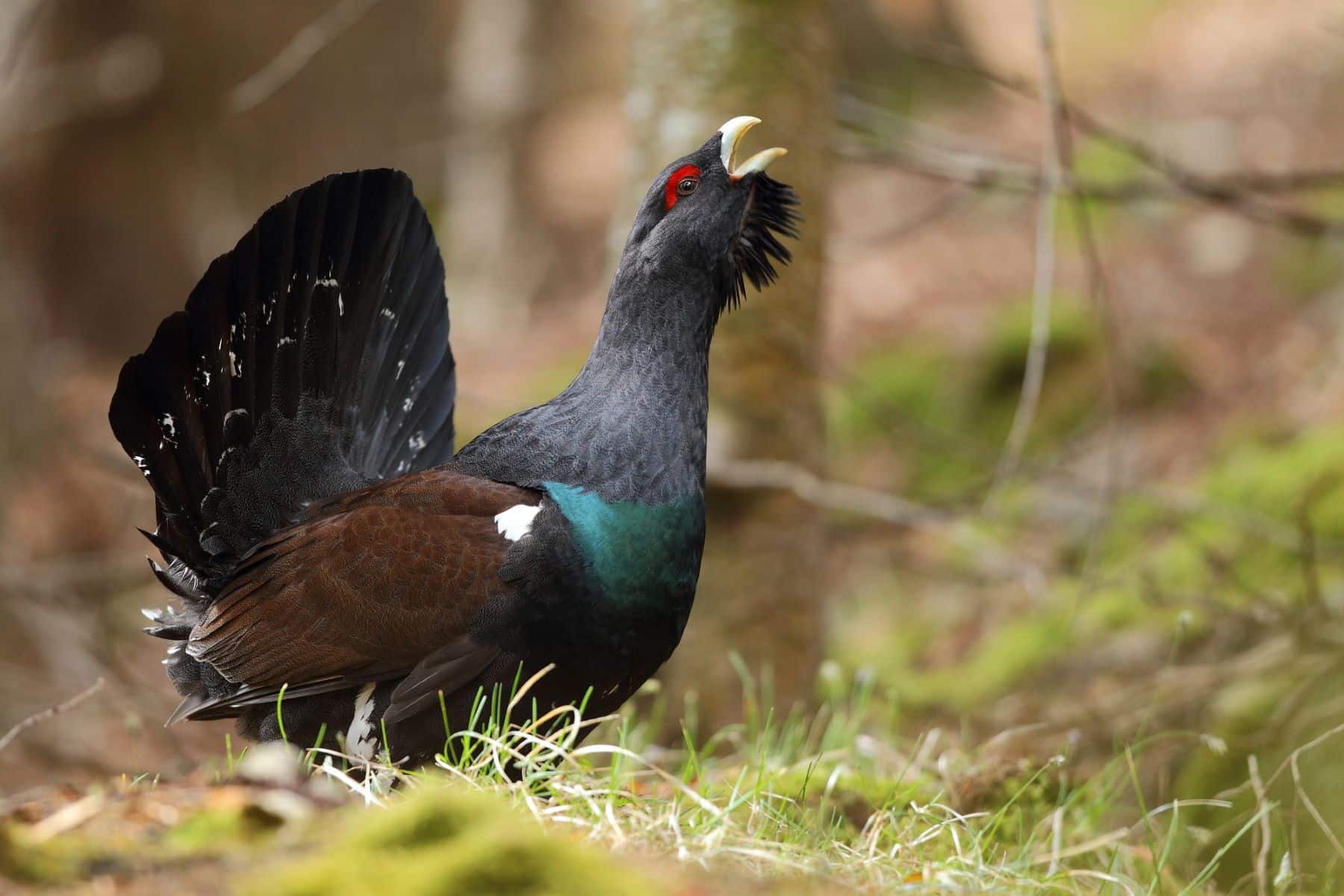 Polonia proyecto conservación urogallo Castilla León