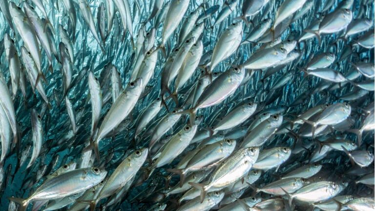 sardinas microplásticos