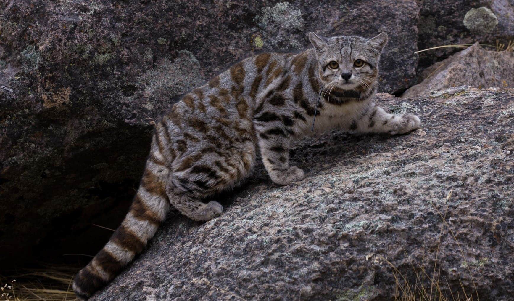 primeras imagenes felino americano amenazas