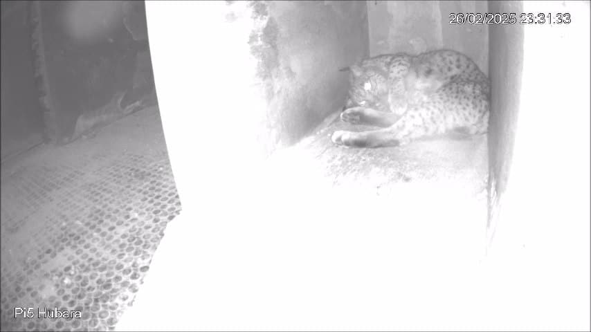 Programa Conservación Ex-situ Lince Ibérico Zarza Granadilla primera cría temporada