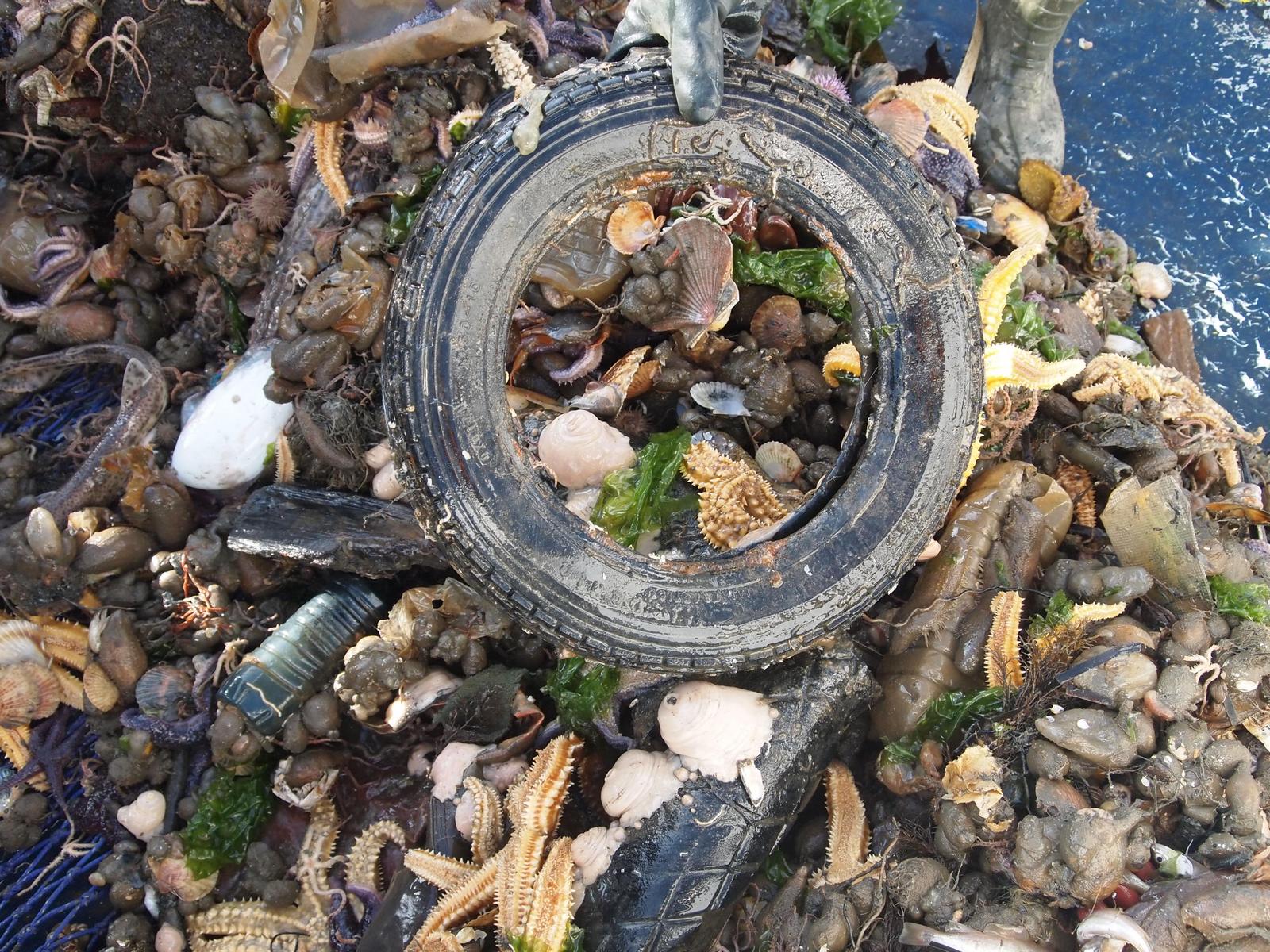 Proyecto Free LitterAT prevenir reducir basura marina