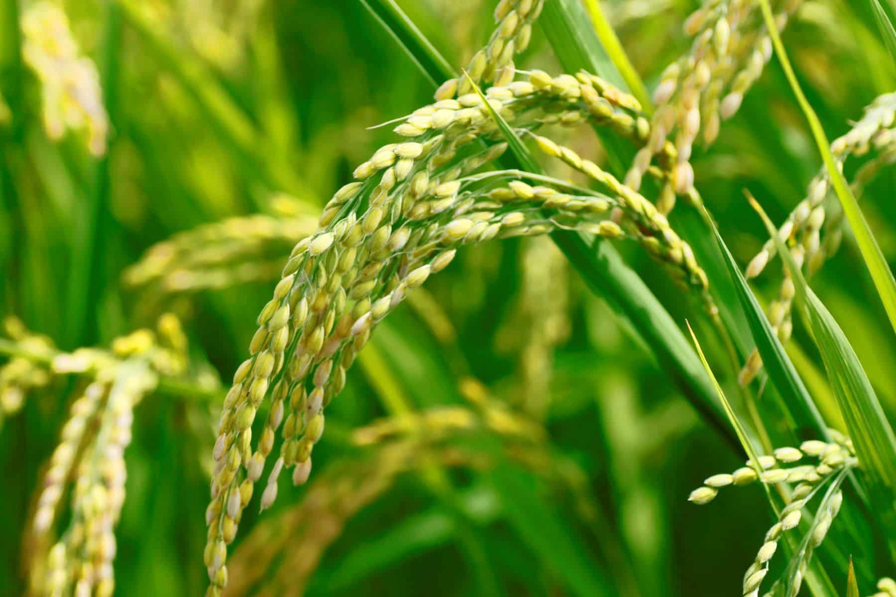 Proyecto GO STRAWMAT construcción rehabilitación edificios subproducto paja del arroz