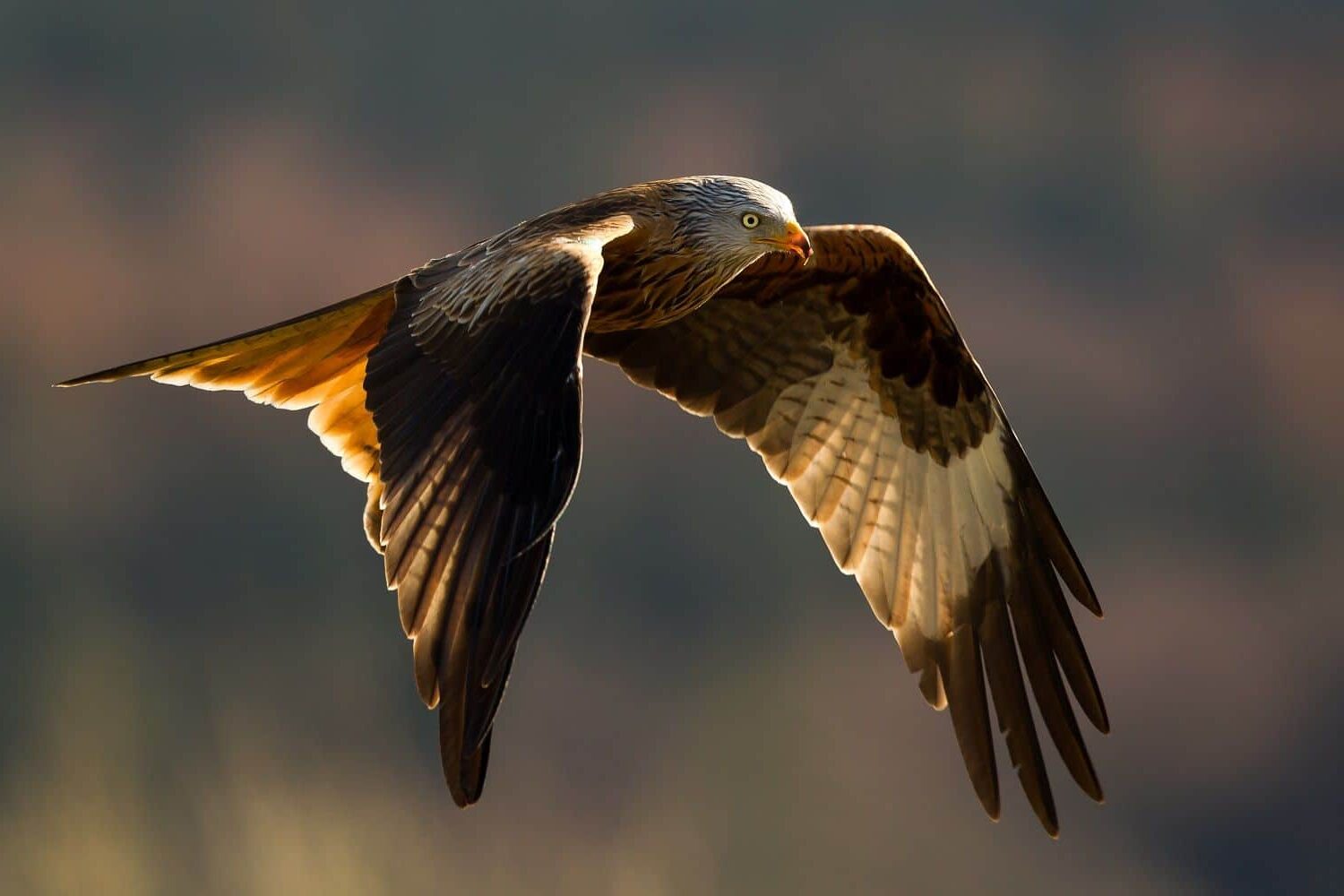 Proyecto Life Eurokite seguimiento milanos GPS amenazas