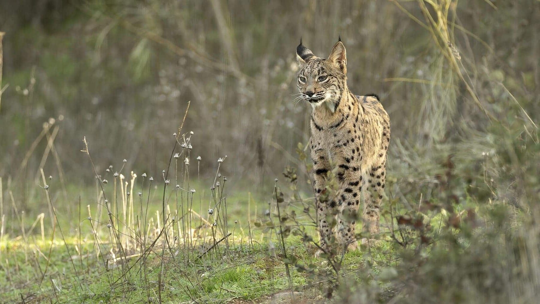 LynxConnect suelta nuevos linces Tierras Altas de Lorca