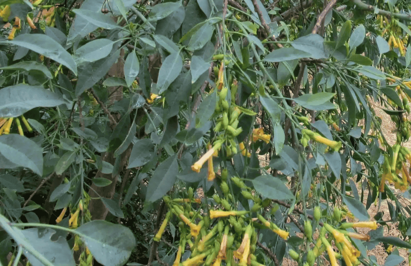 Murcia especie invasora Nicotiana glauca Humedal Ajauque Rambla Salada