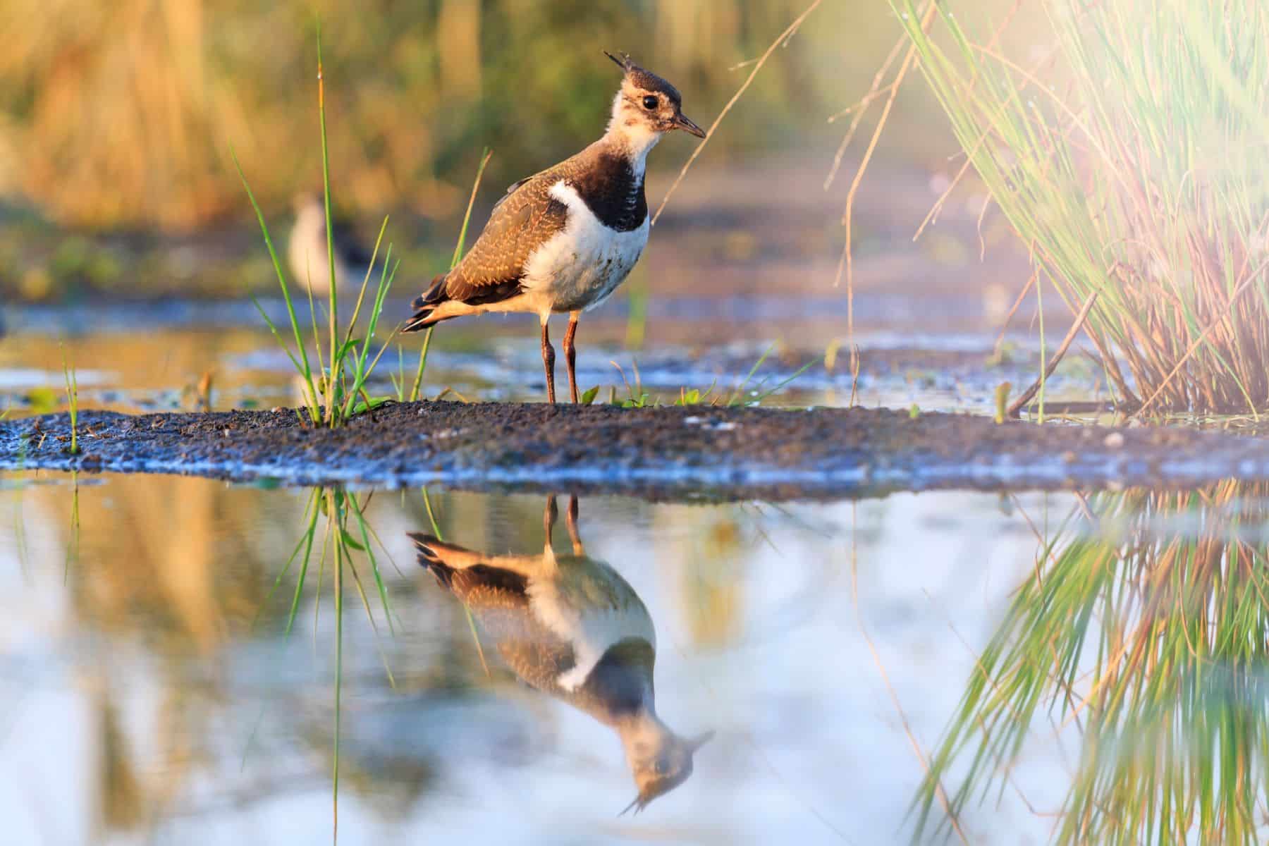 Restauración ambiental Laguna Tamariz
