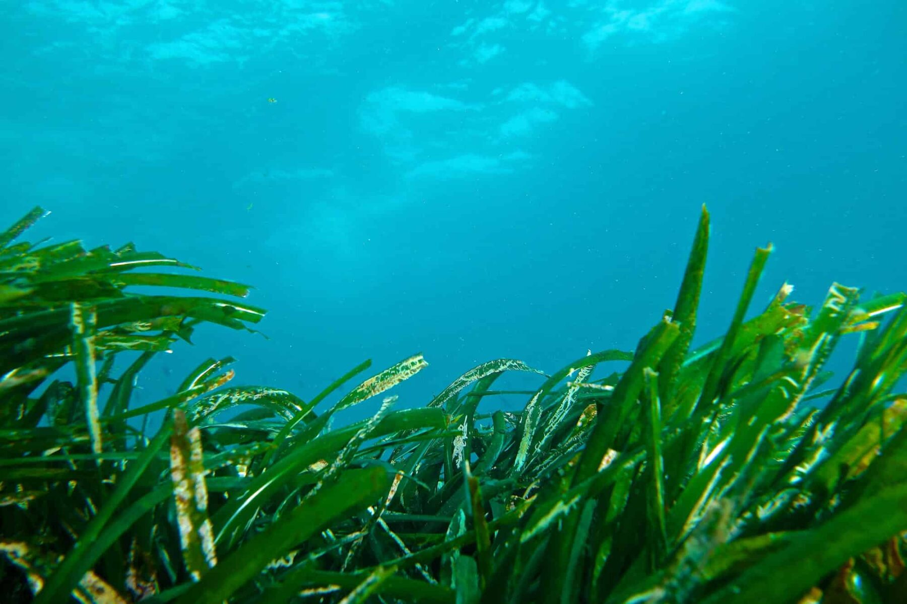 Sara Aagesen Centro Producción Especies Marinas Águilas Murcia