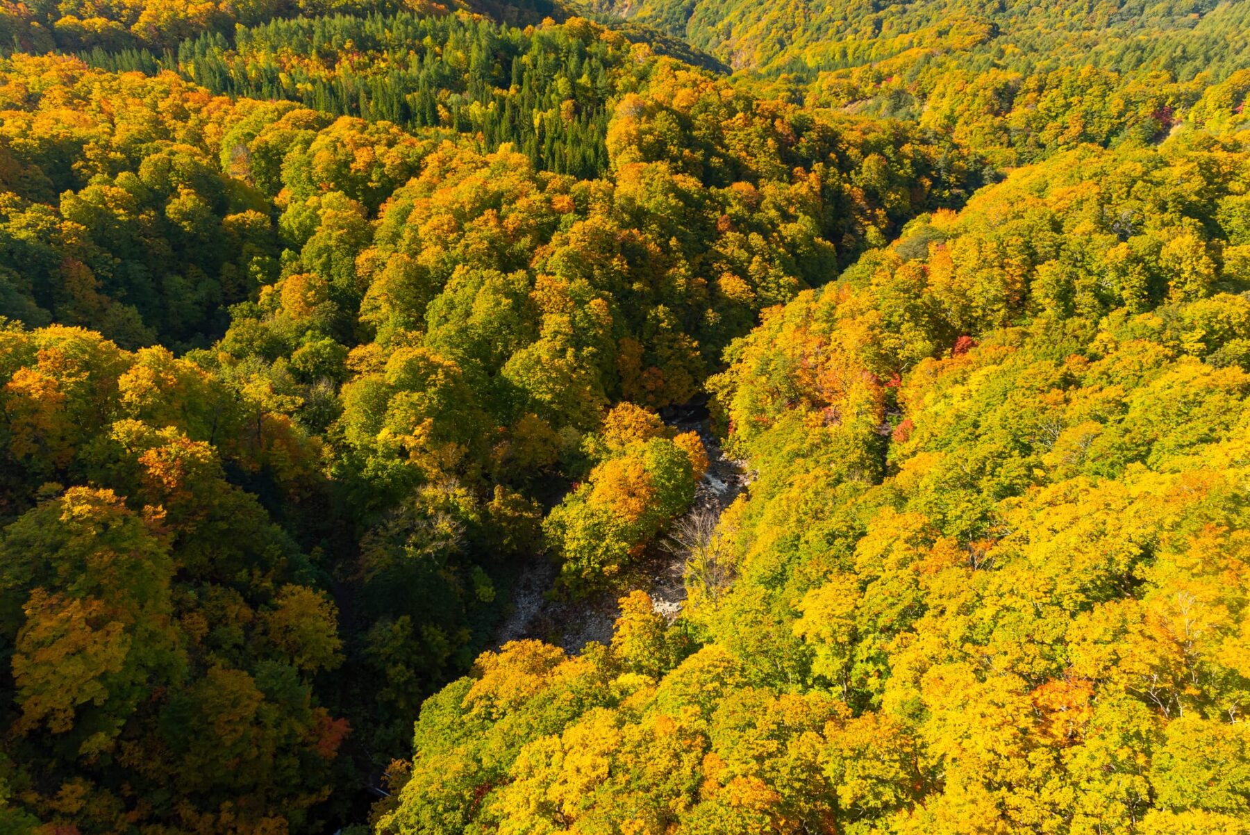 Transición Ecológica Día Internacional Bosques 2025