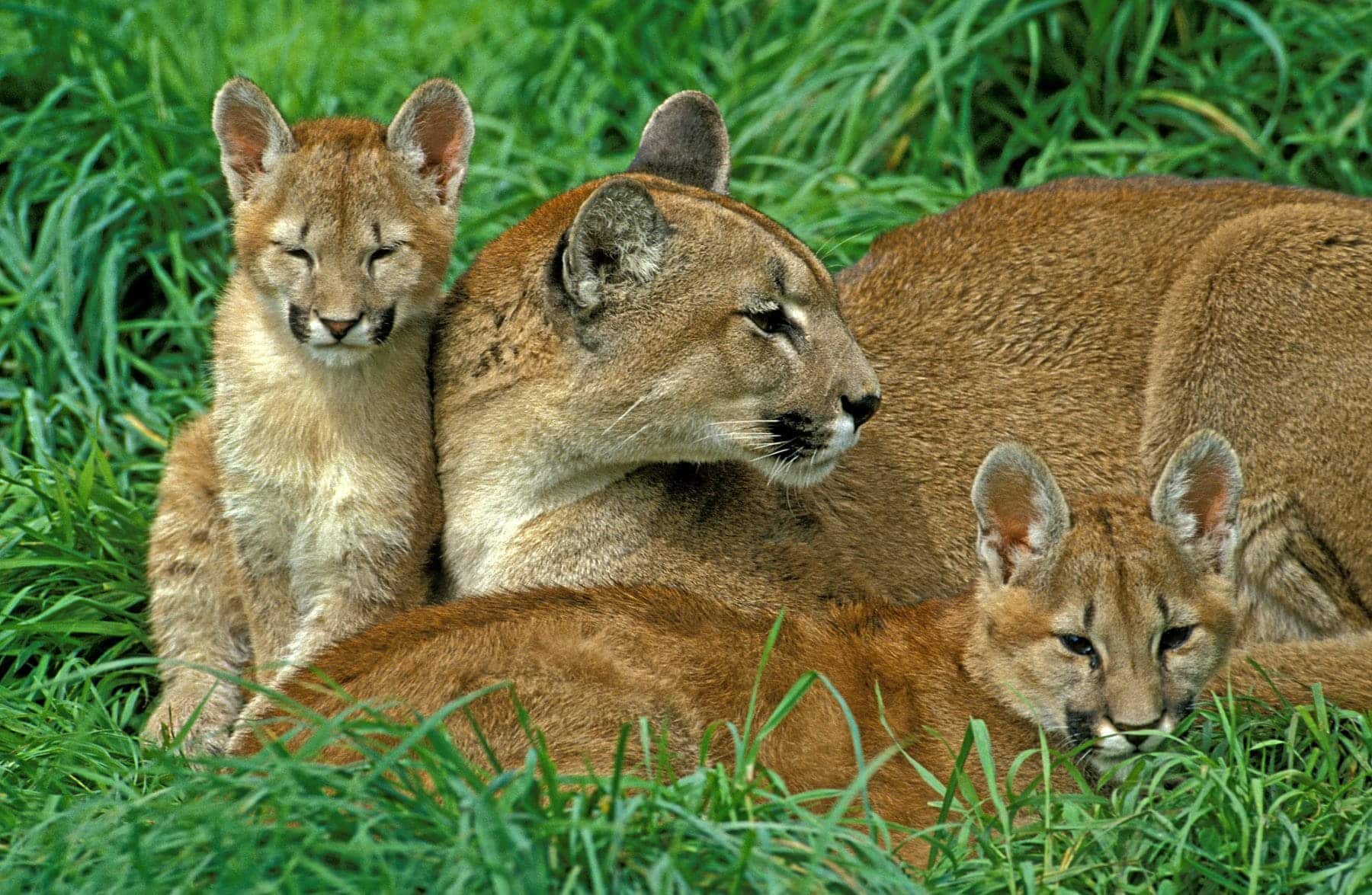 Venados pumas páramo Ecuador