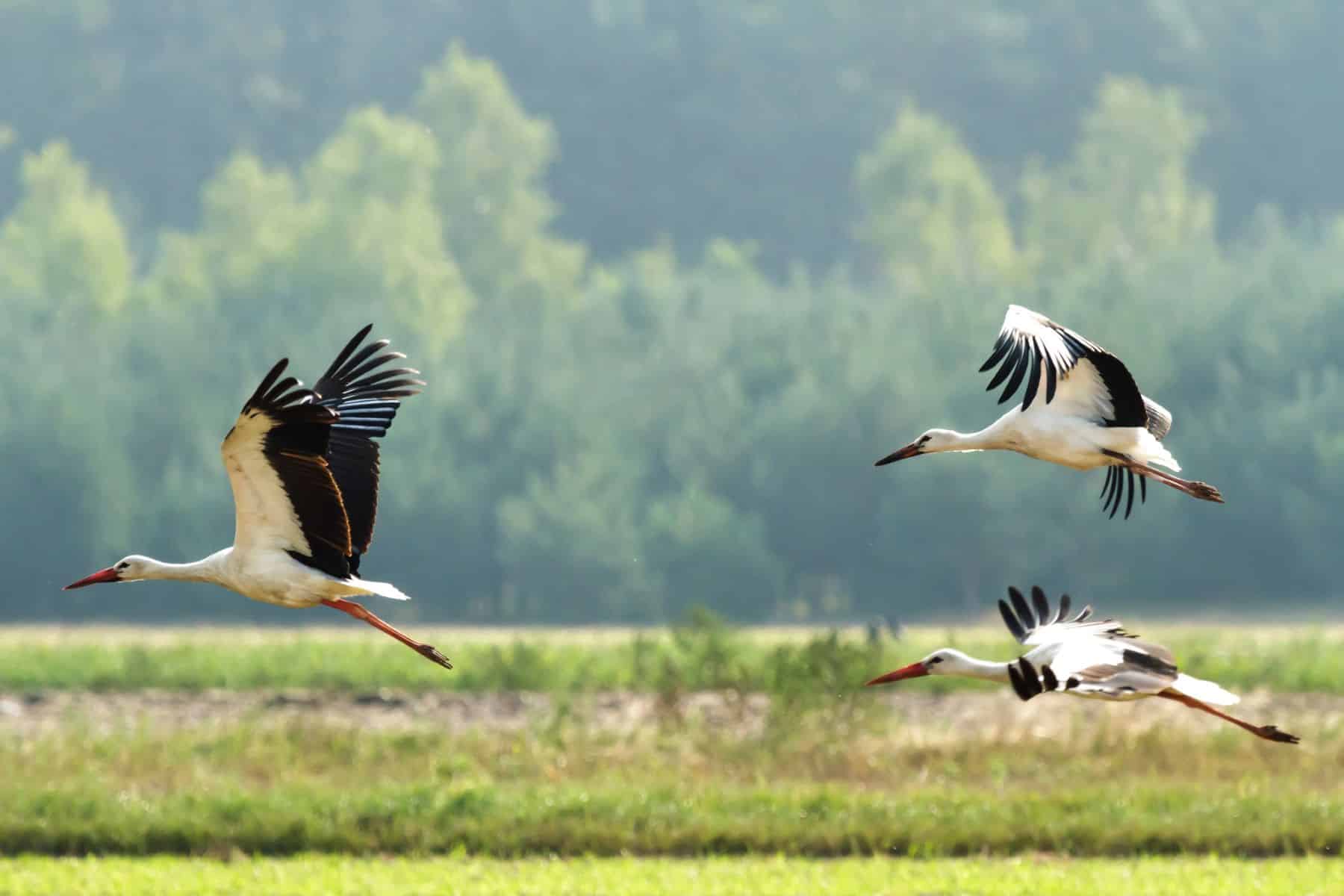VIII Censo Internacional Cigüeña Blanca 2025