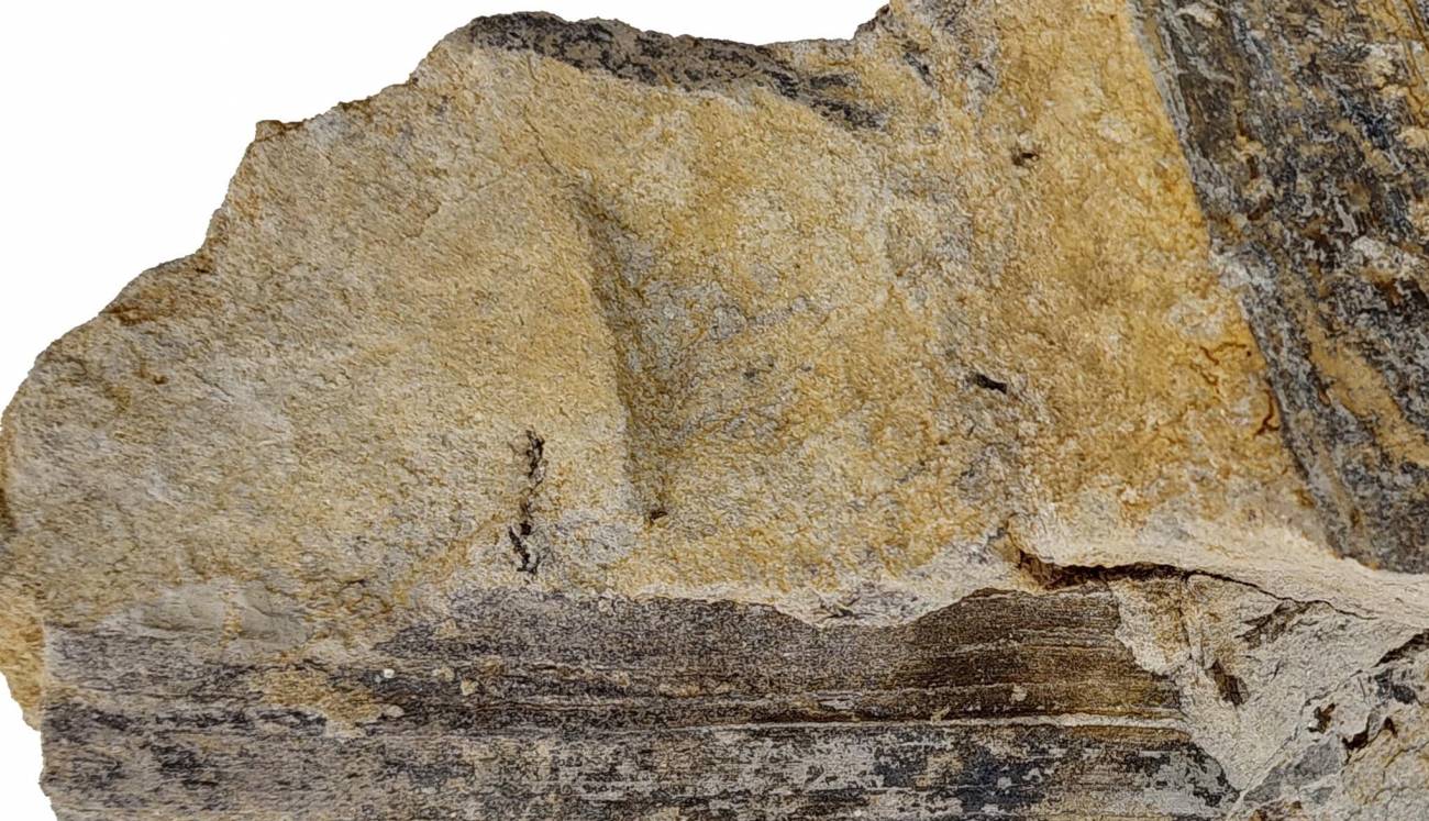 hoja fósil datos ambiente 125 millones años