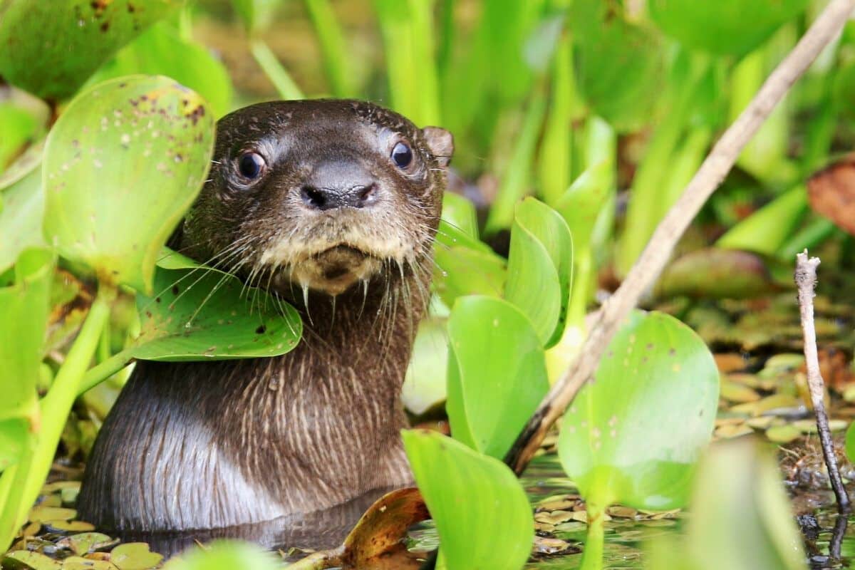 preservar bosques ribereños Pantanal Brasil