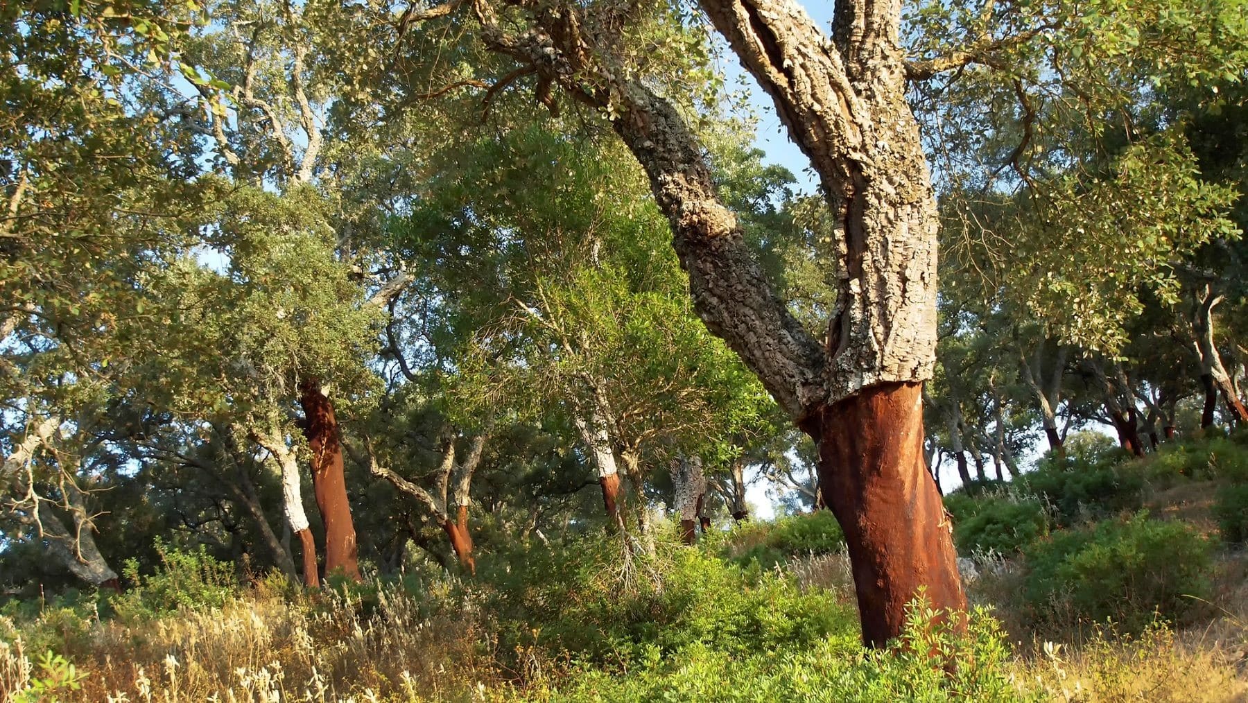 Andalucía gestión alcornocal compensar CO2 Córdoba