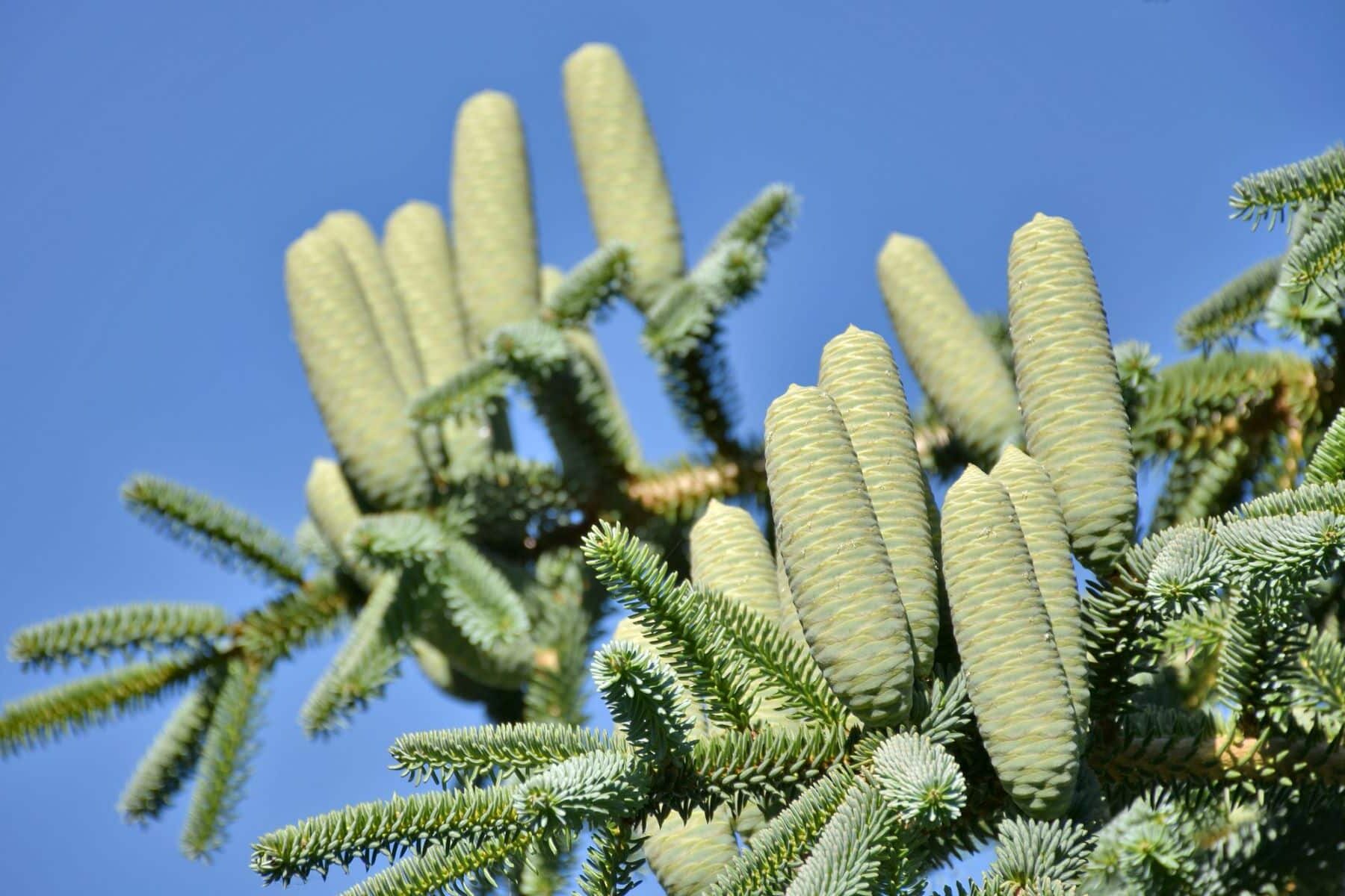 Andalucía recuperación pinsapo vulnerabilidad