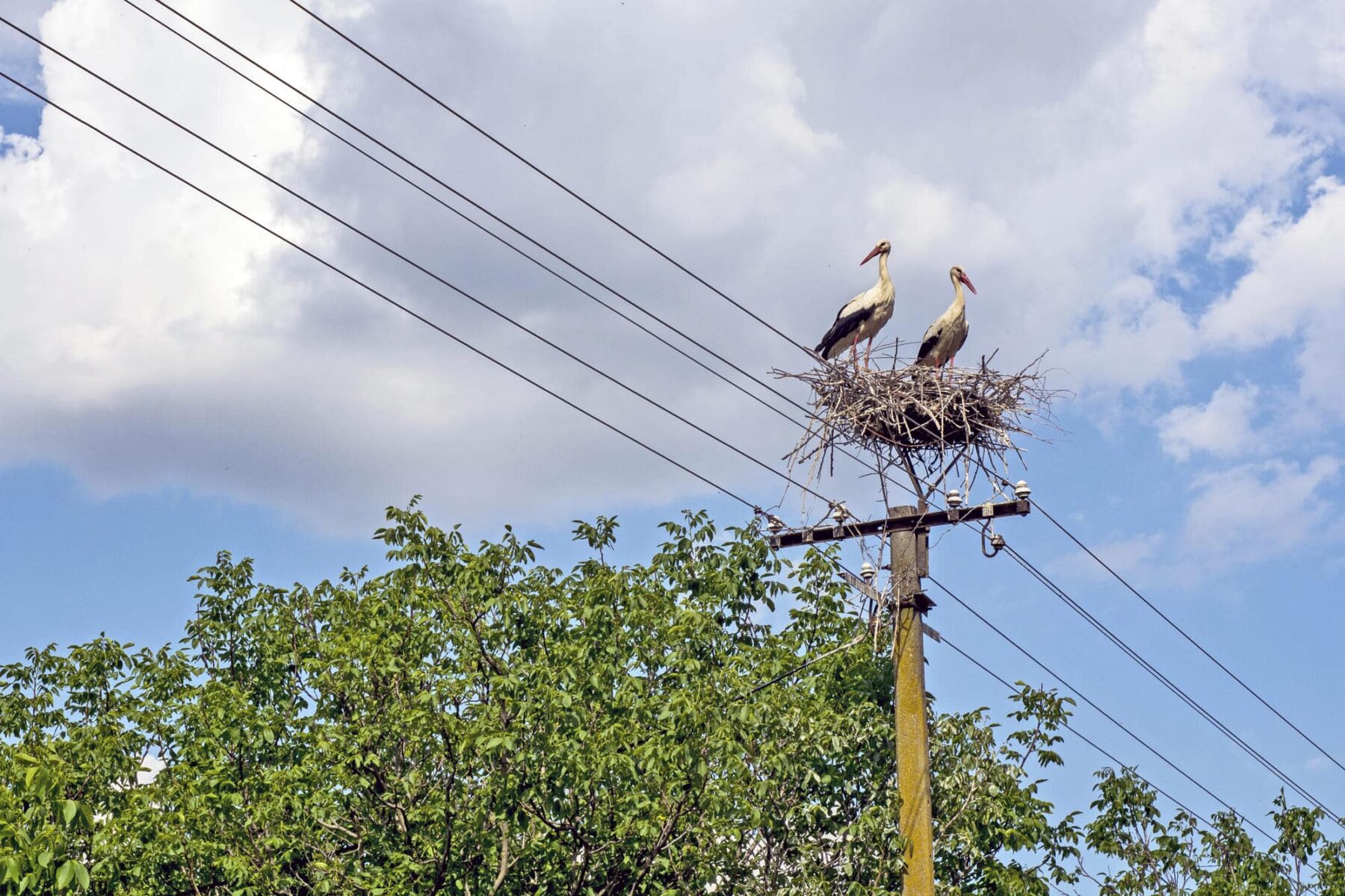 Aragón Alegaciones Clenar medidas MITECO proteccion avifauna
