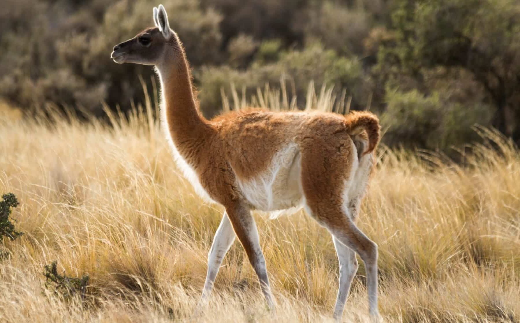 Área Natural Protegida La Payunia Argentina guanaco
