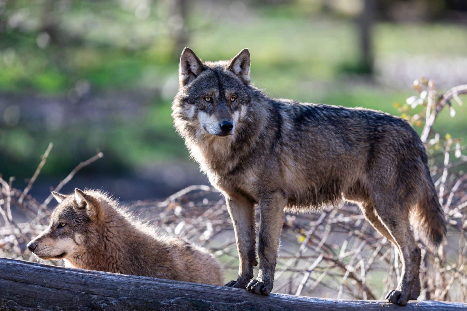 Asturias protocolo venenos muertos lobo buitre
