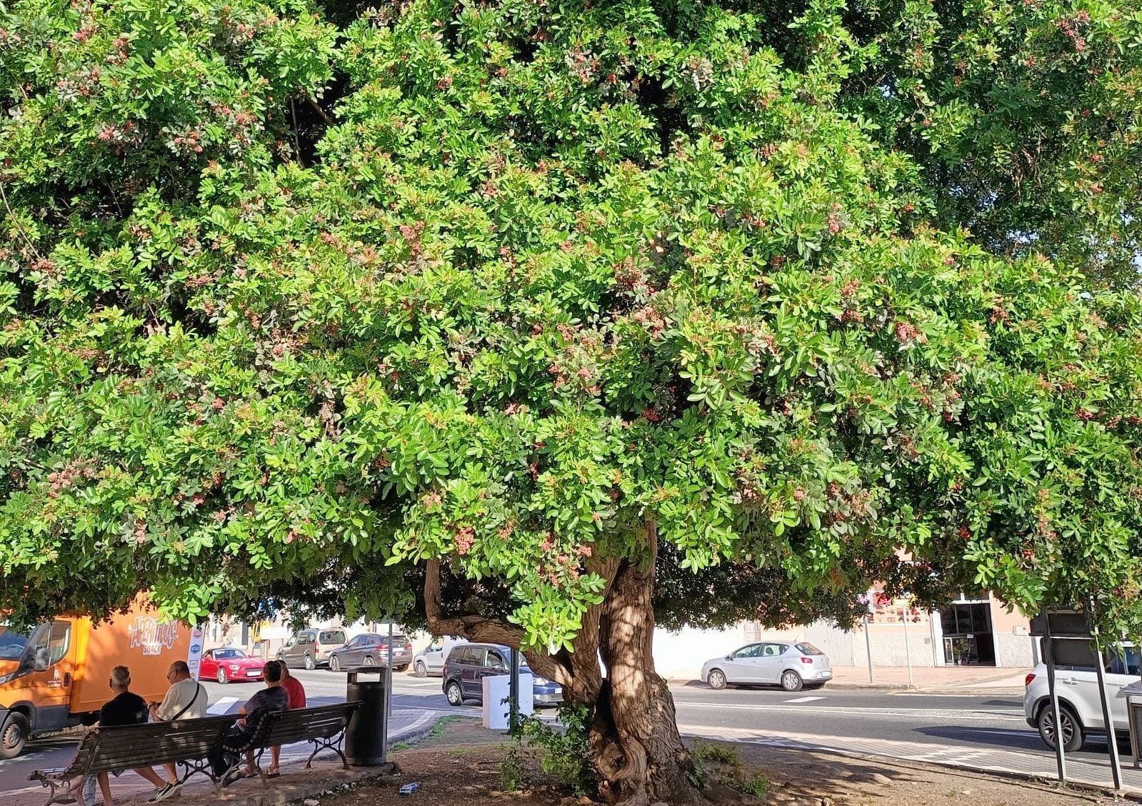 Canarias zonas verdes refugios climáticos