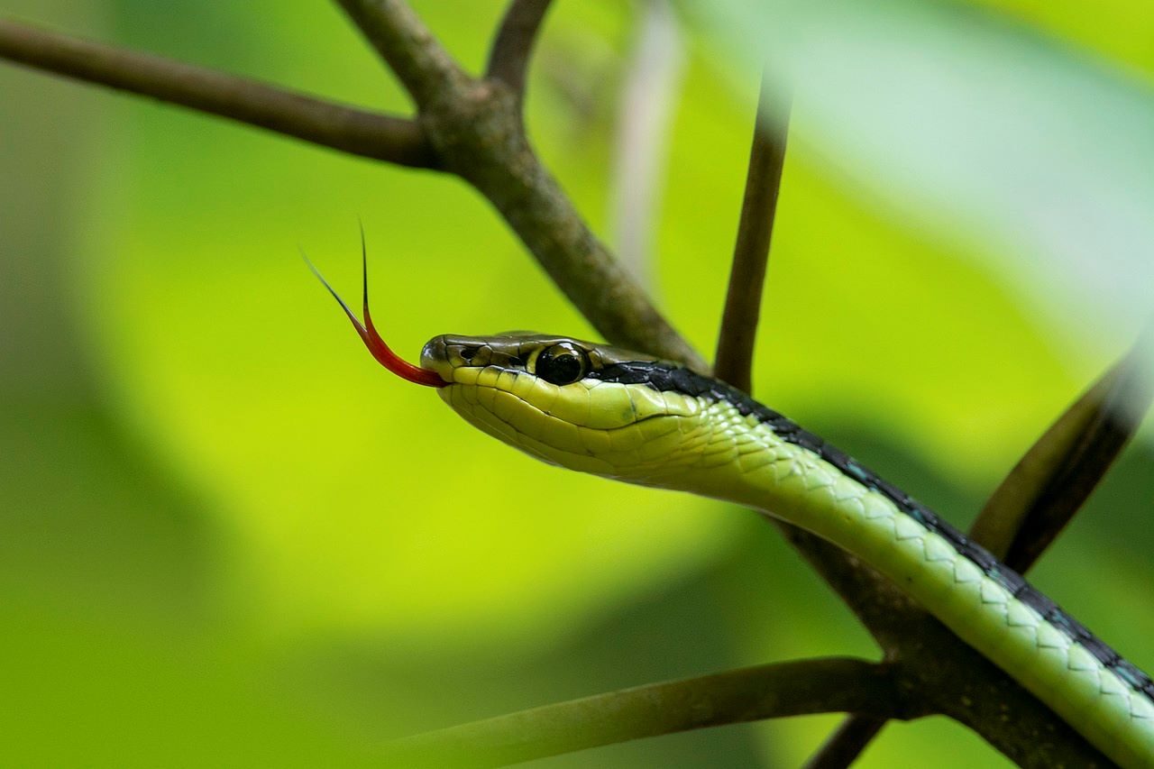 Cerrado brasileño nueva especie serpiente loro