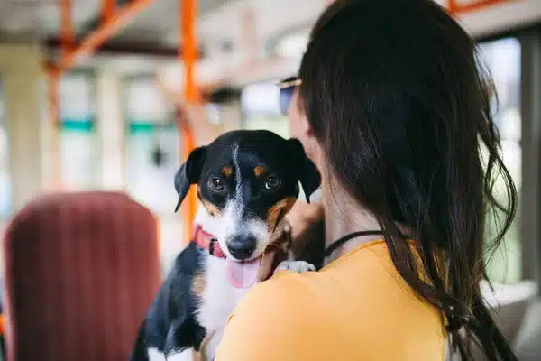 Ciudades pet friendly no metro