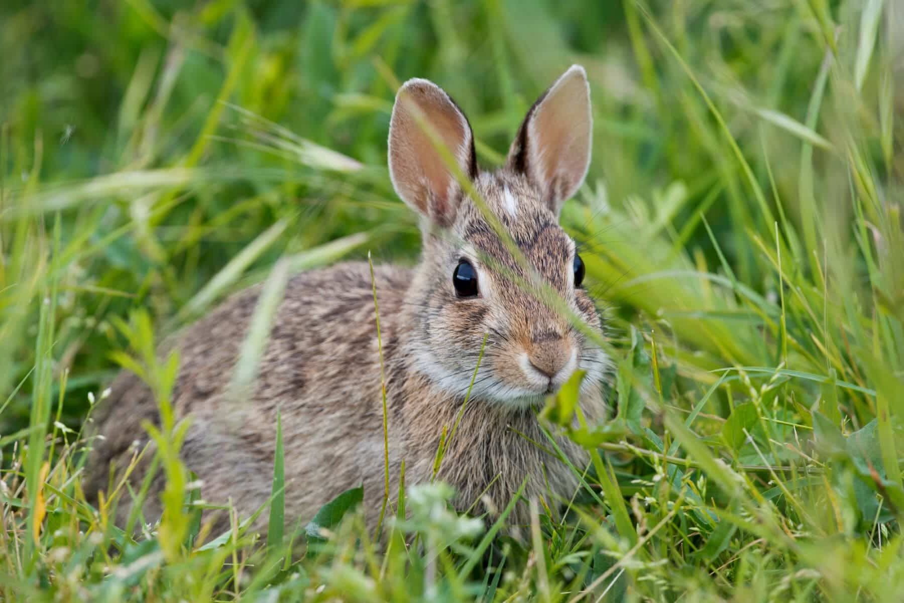 Conejo monte ERIW25 Proyecto LIFE Iberconejo