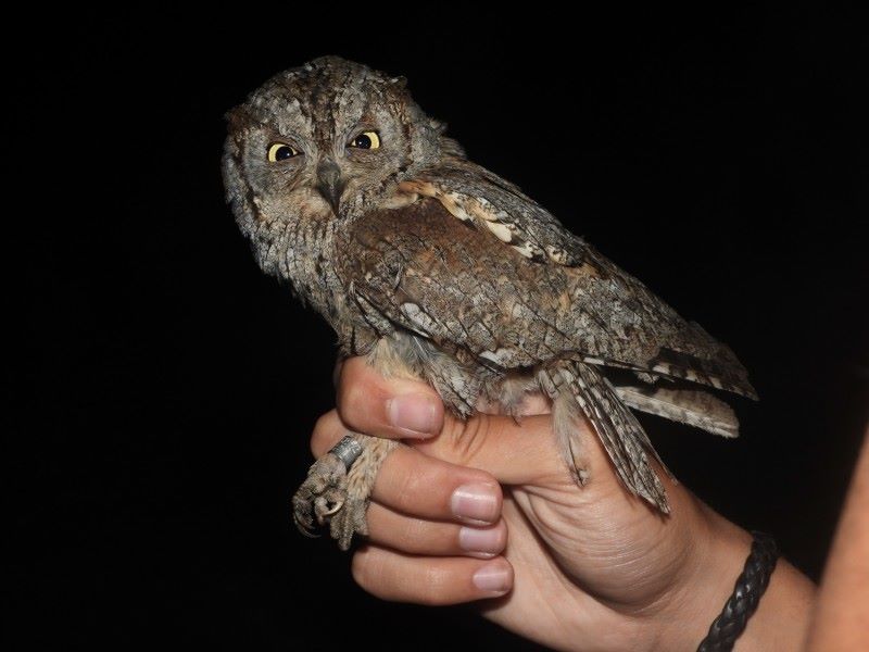 directo vida autillo europeo Santander