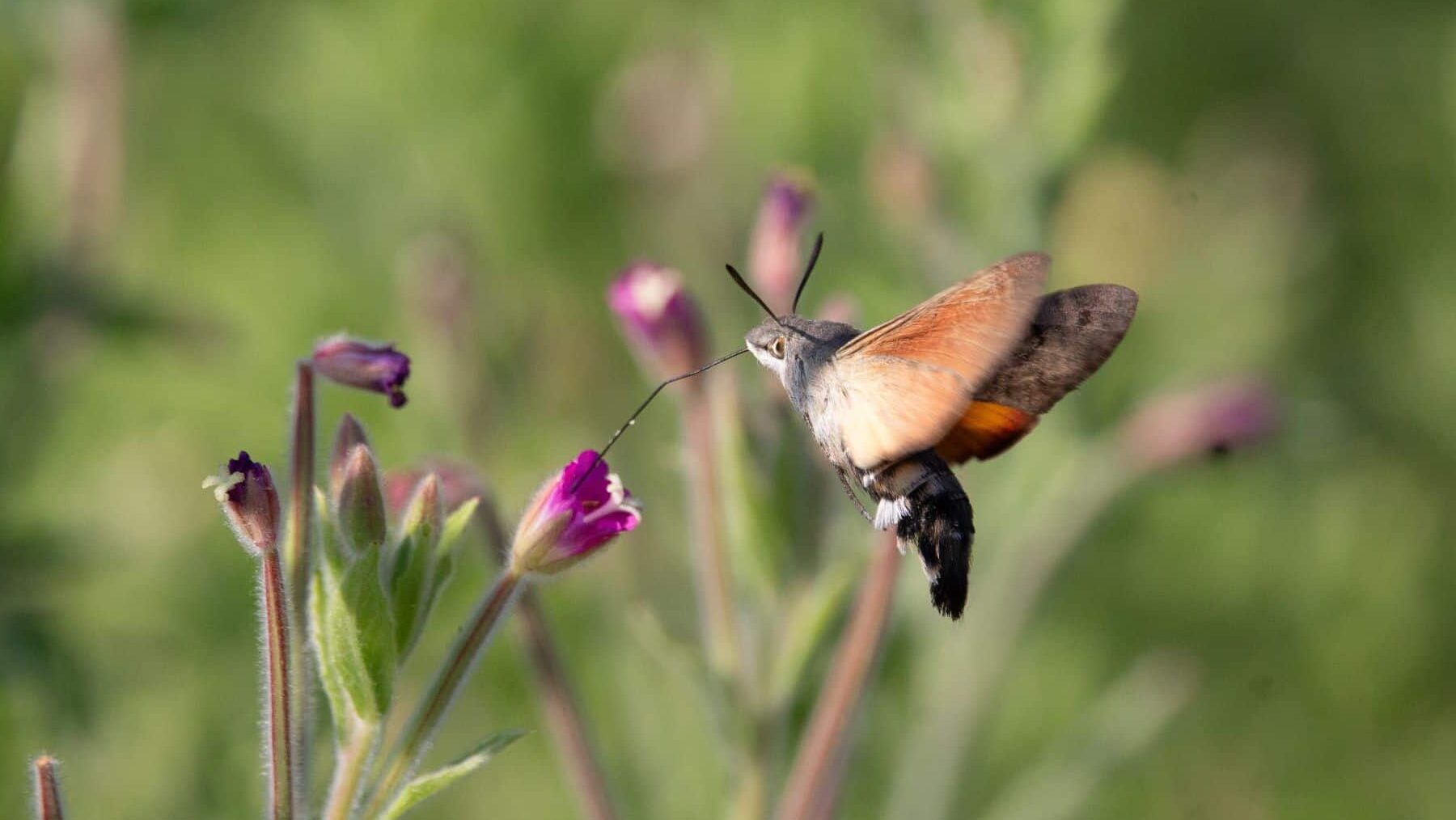 Bollo Natural Fruit agricultura