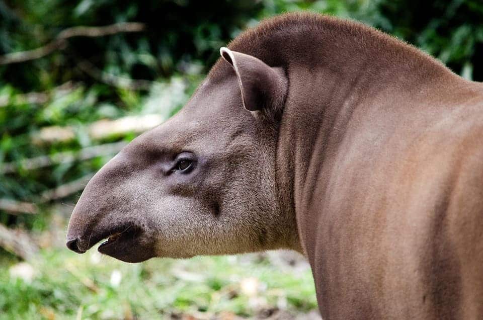 Día Mundial Tapir 2025