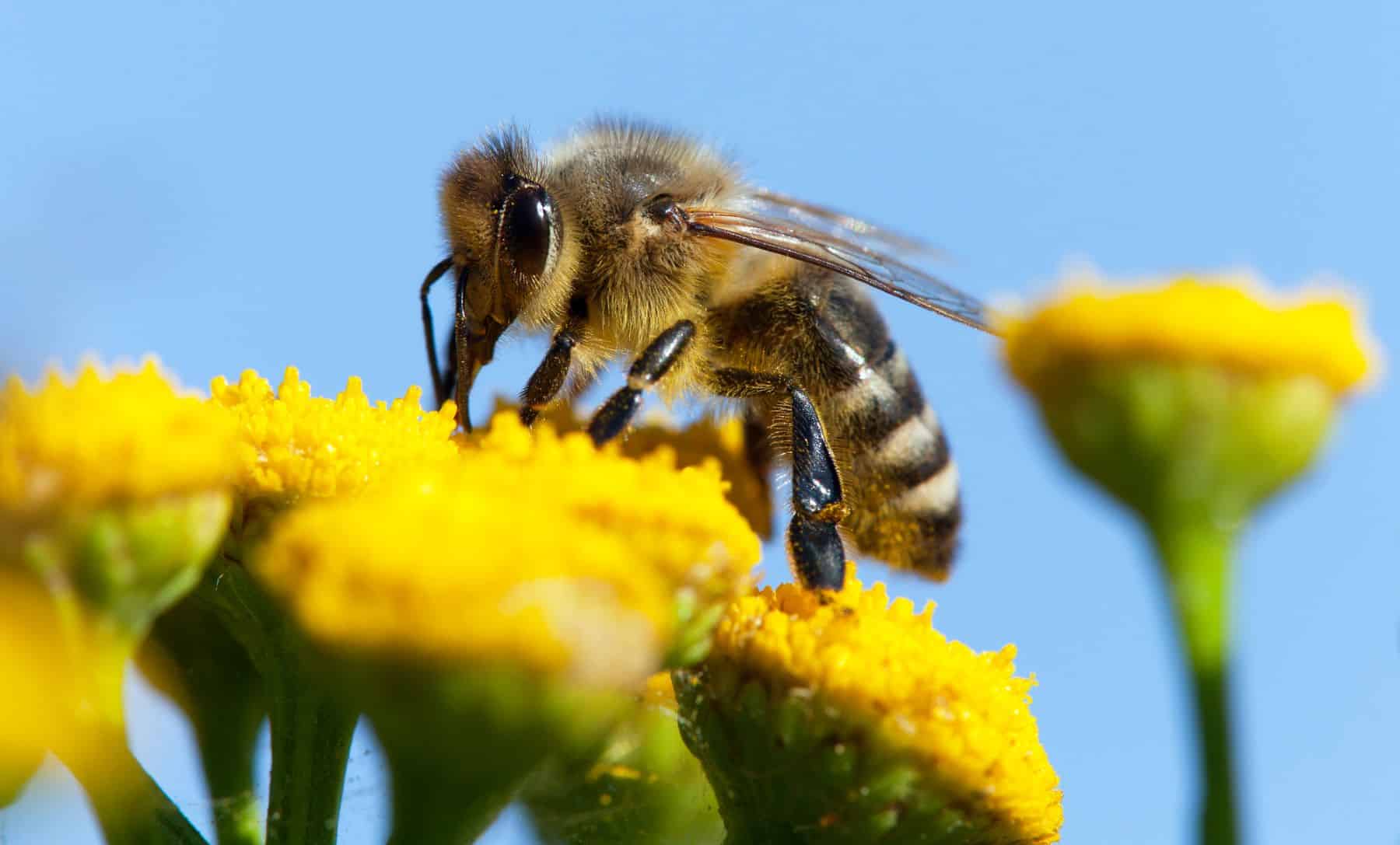 Abejas abejorros polilla asesina