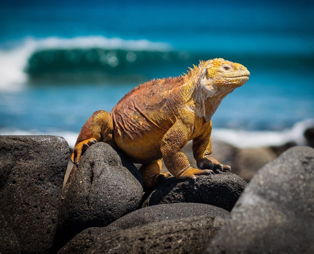 Ecuador prohíbe tráfico iguanas Galápagos
