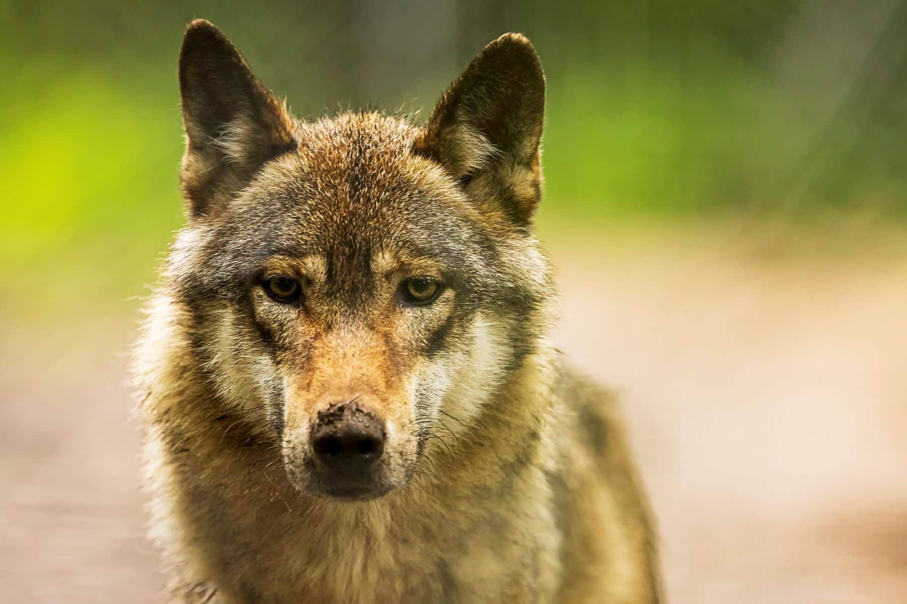Gobierno Cantabria exterminar lobo ibérico PACMA