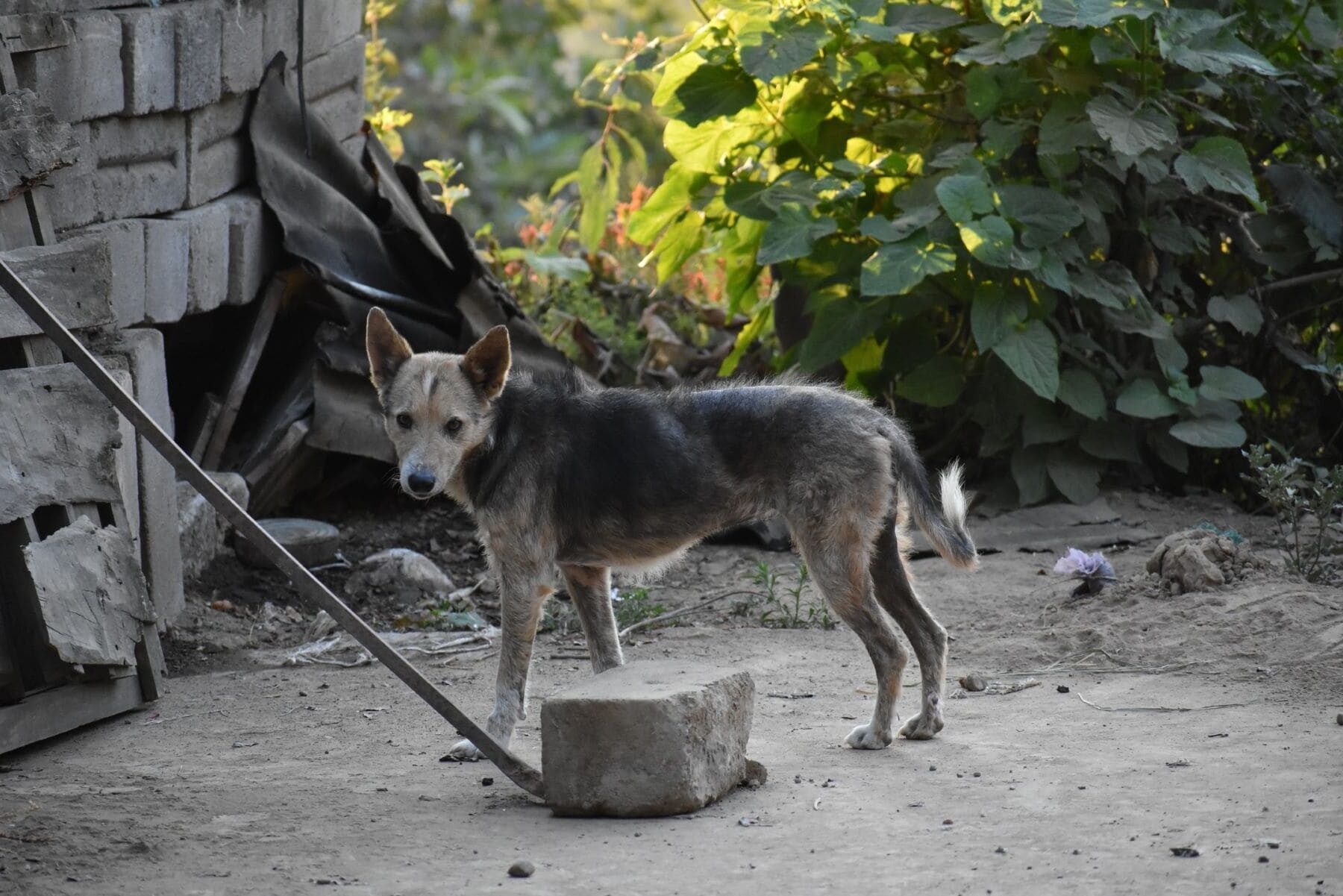 Seprona perros maltrato animal