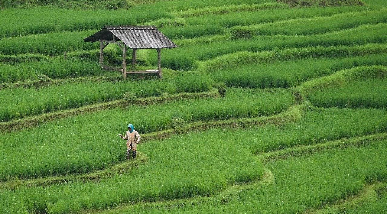arroz arsénico cambio climático